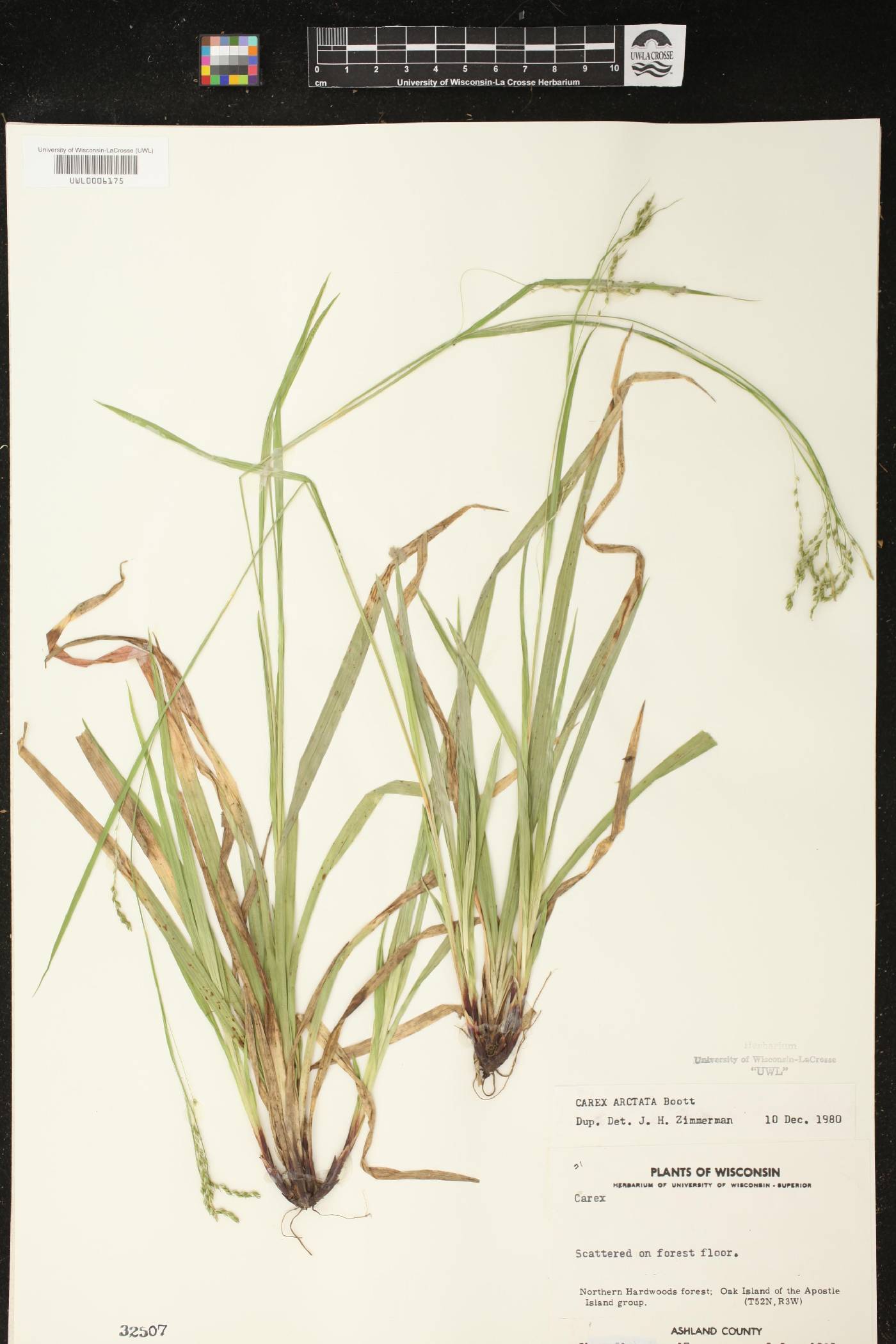 Carex arctata image
