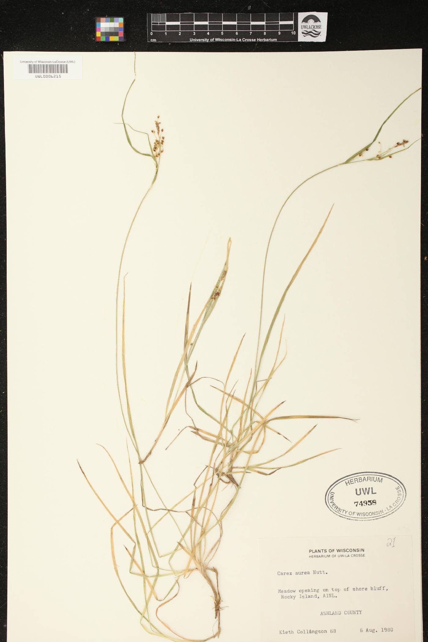 Carex aurea image