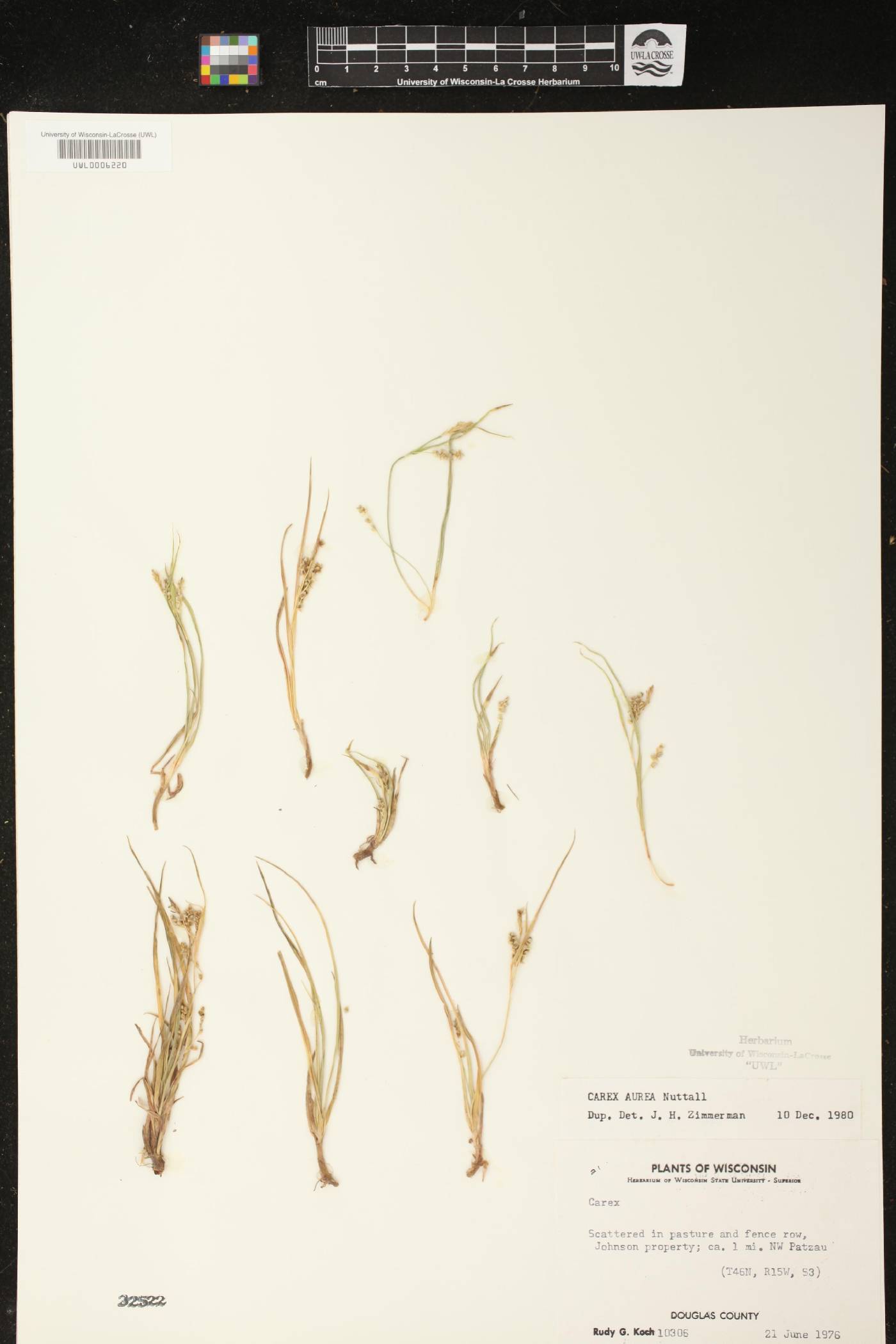 Carex aurea image