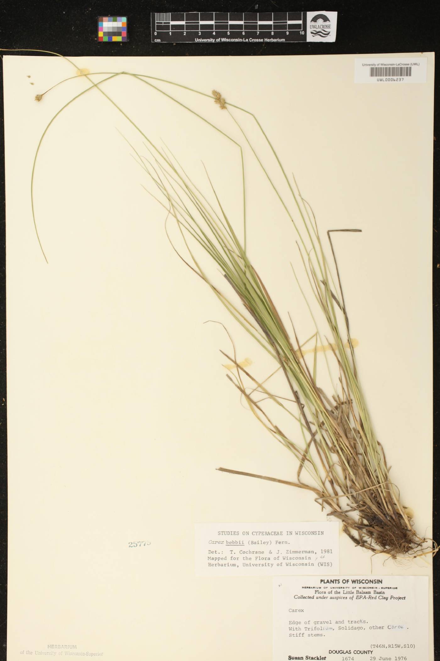 Carex bebbii image