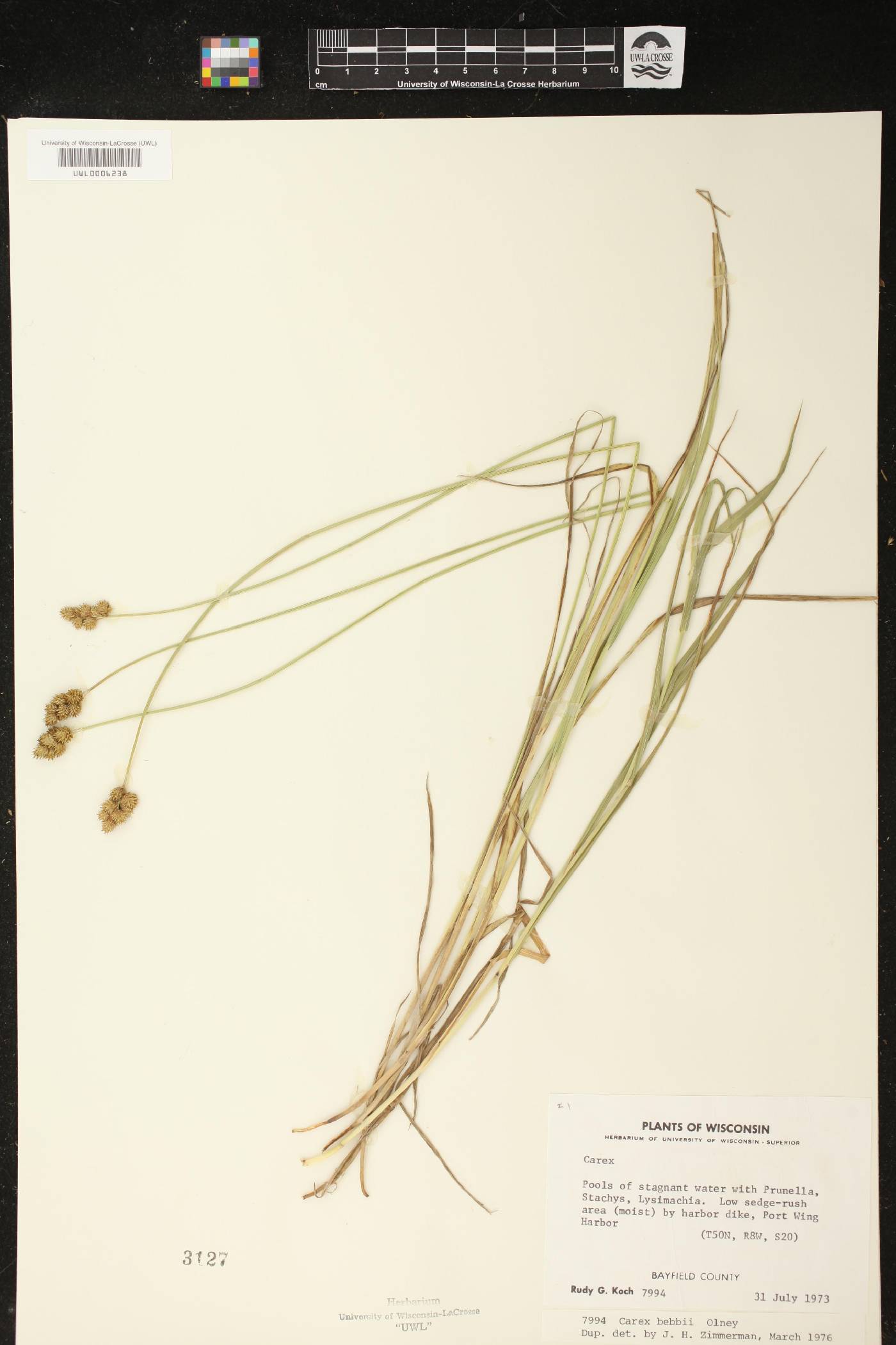 Carex bebbii image