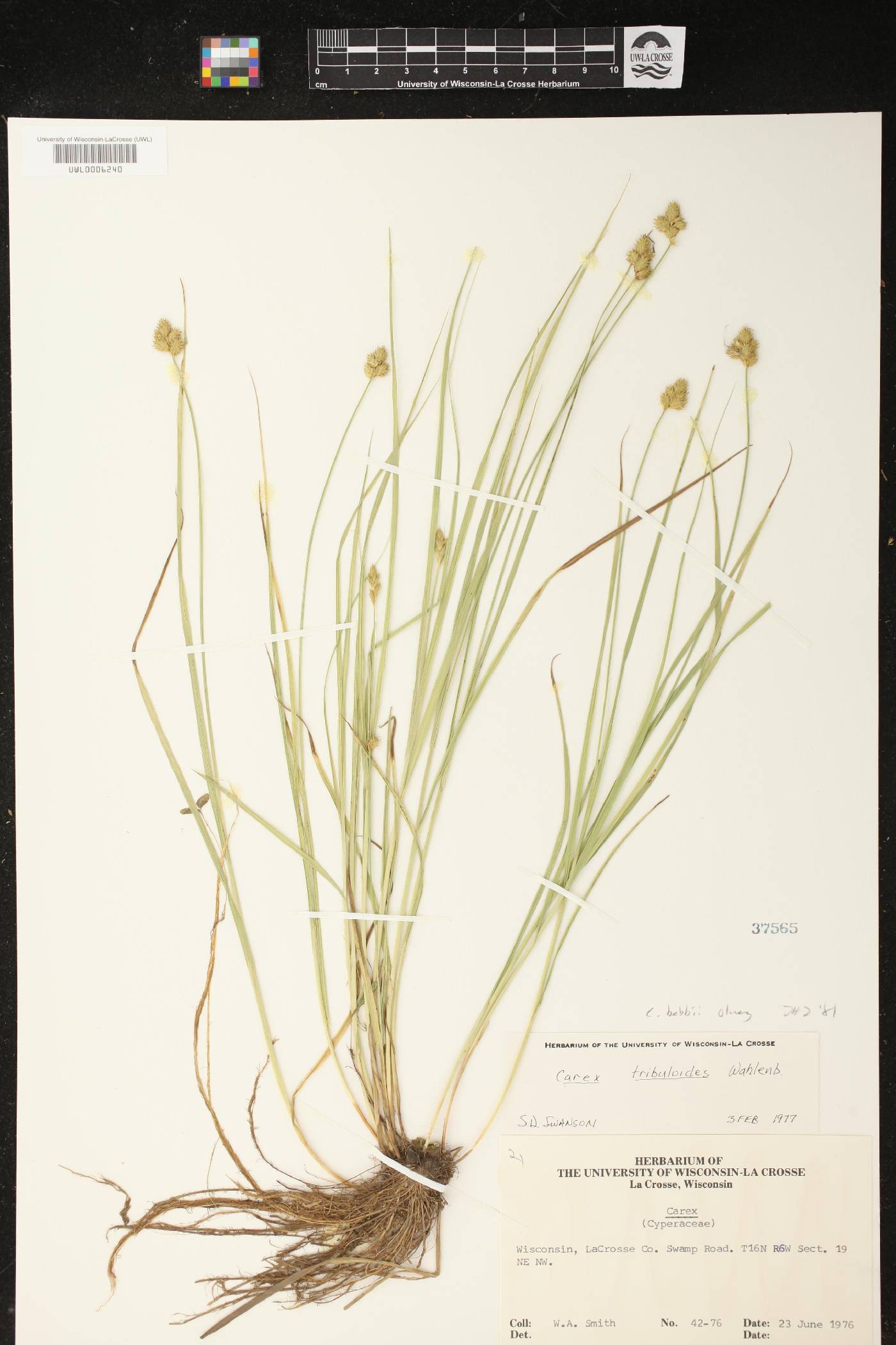 Carex bebbii image