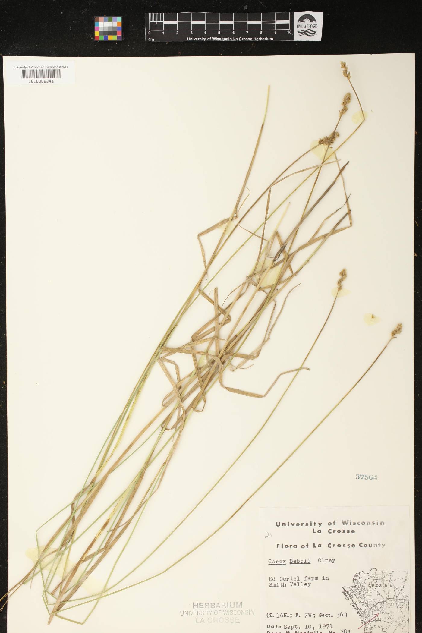 Carex bebbii image