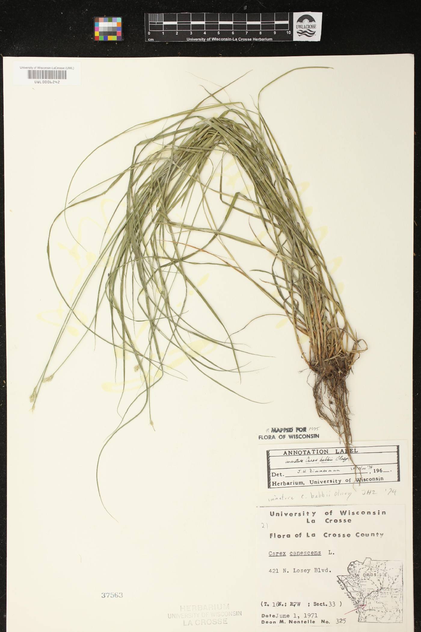 Carex bebbii image
