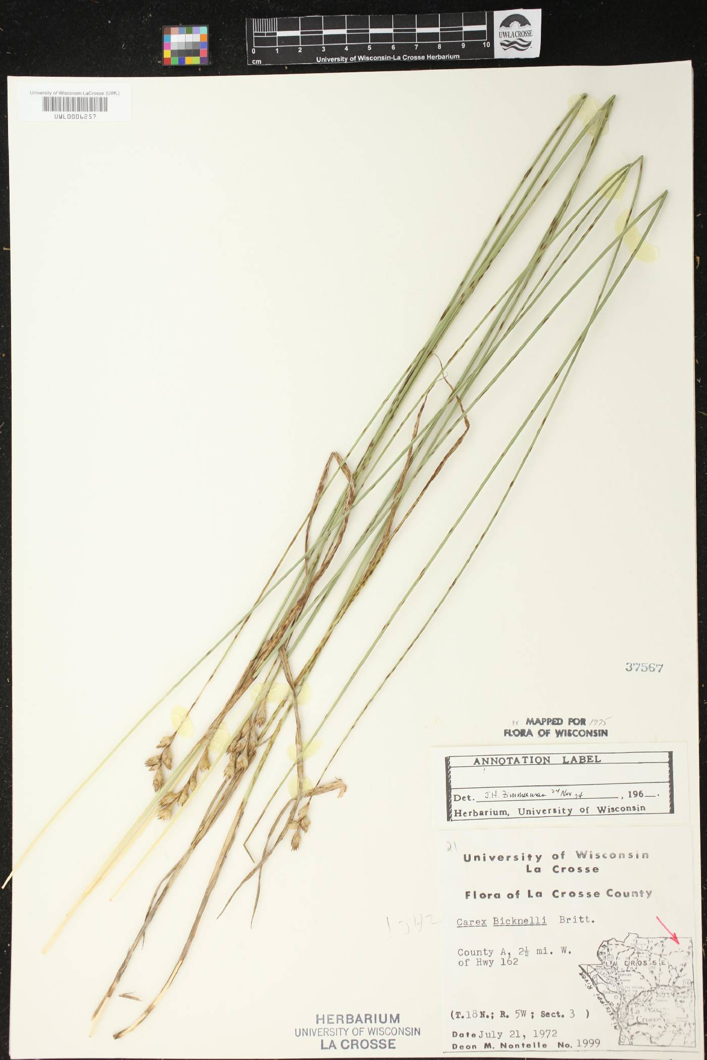 Carex bicknellii image