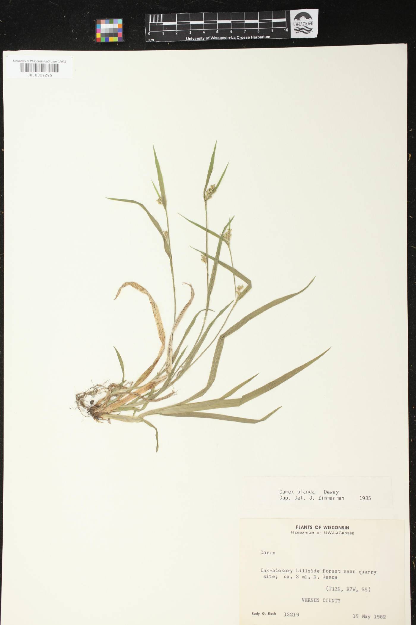Carex blanda image