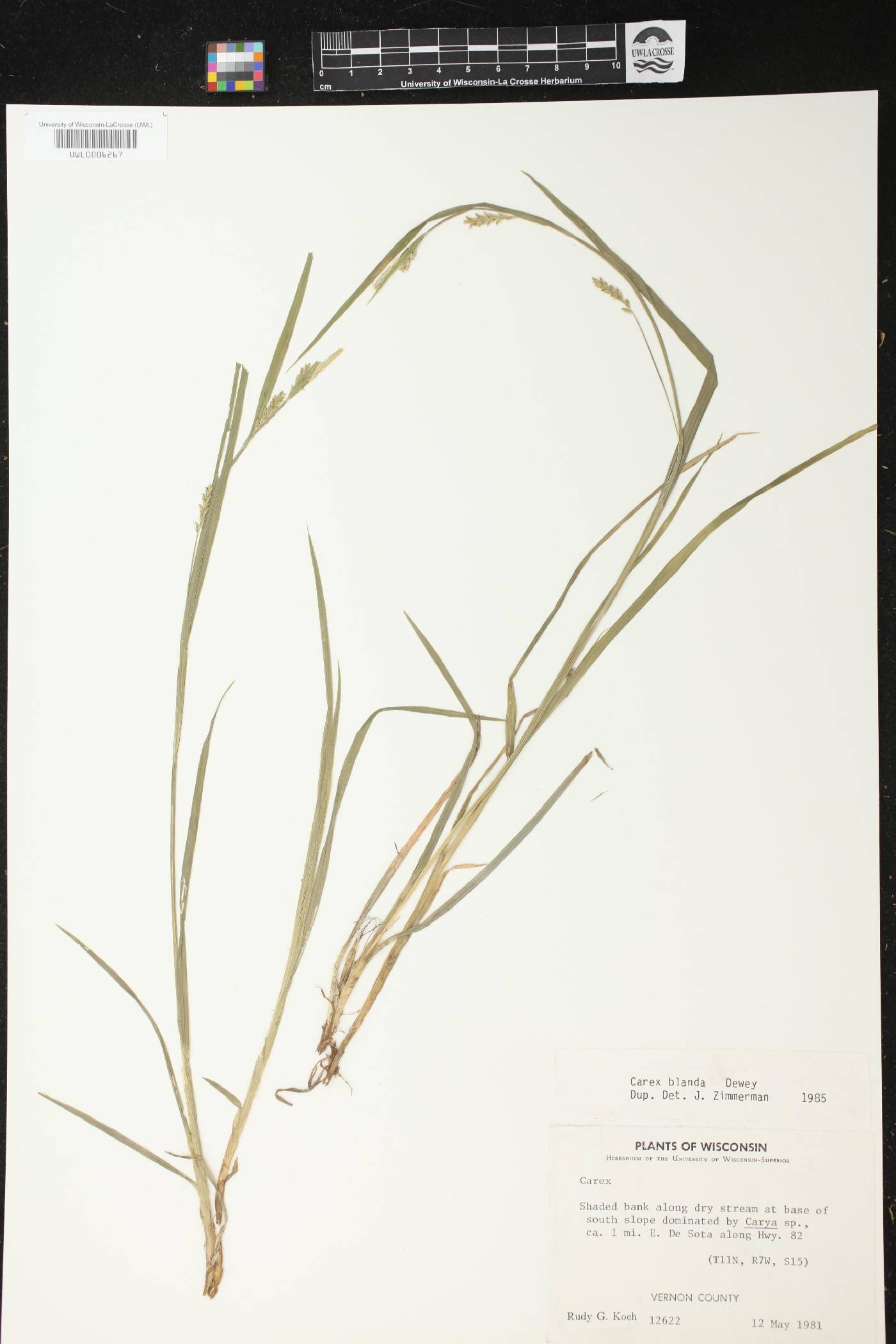 Carex blanda image