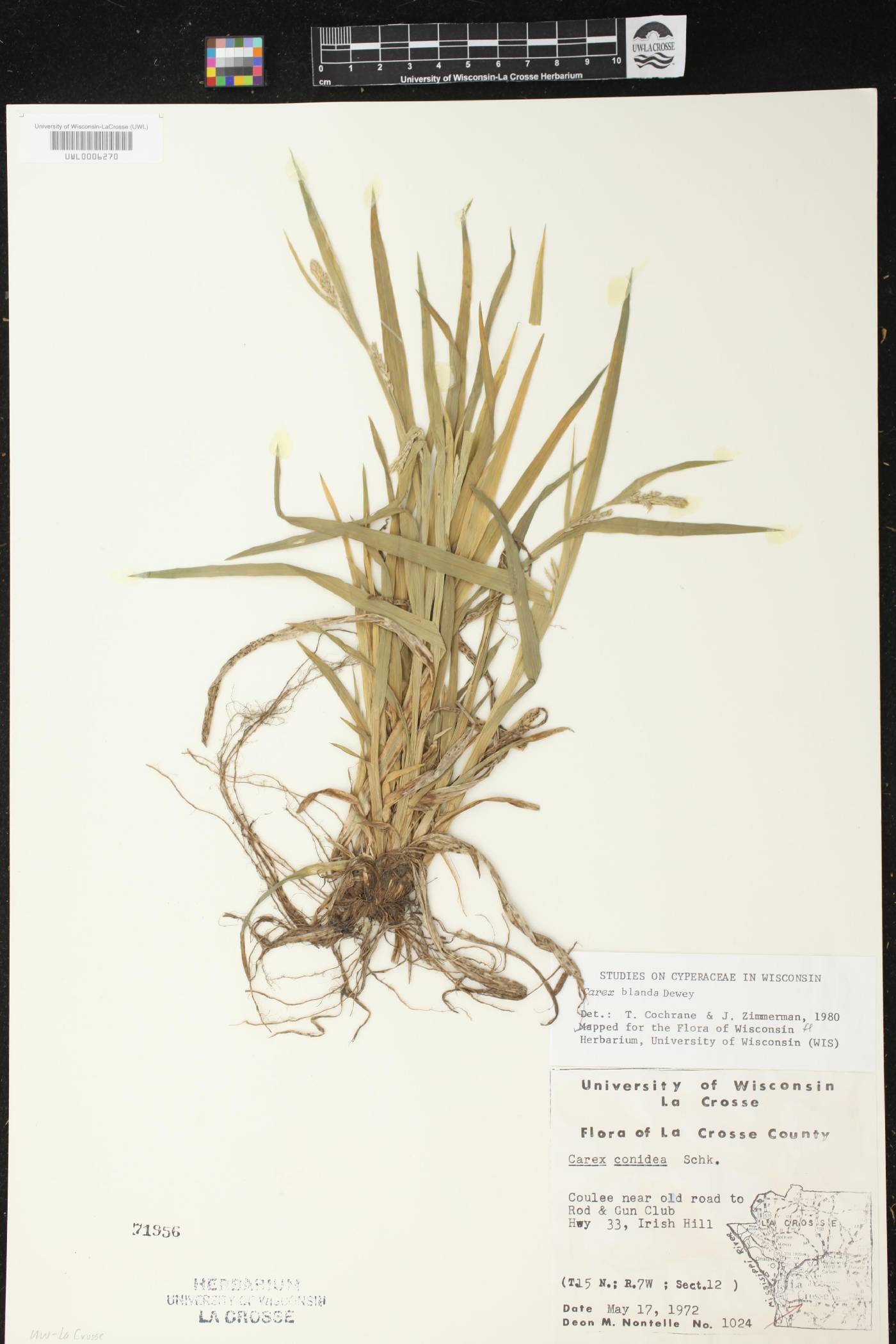 Carex blanda image