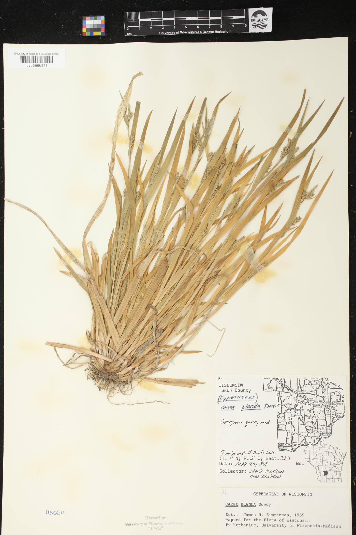 Carex blanda image