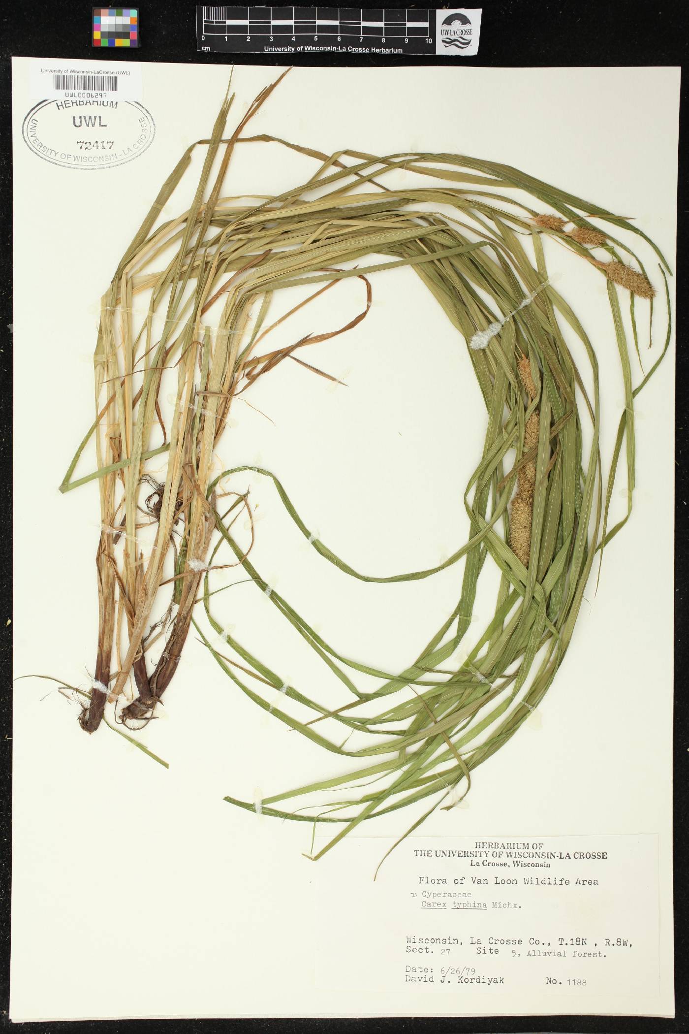 Carex typhina image