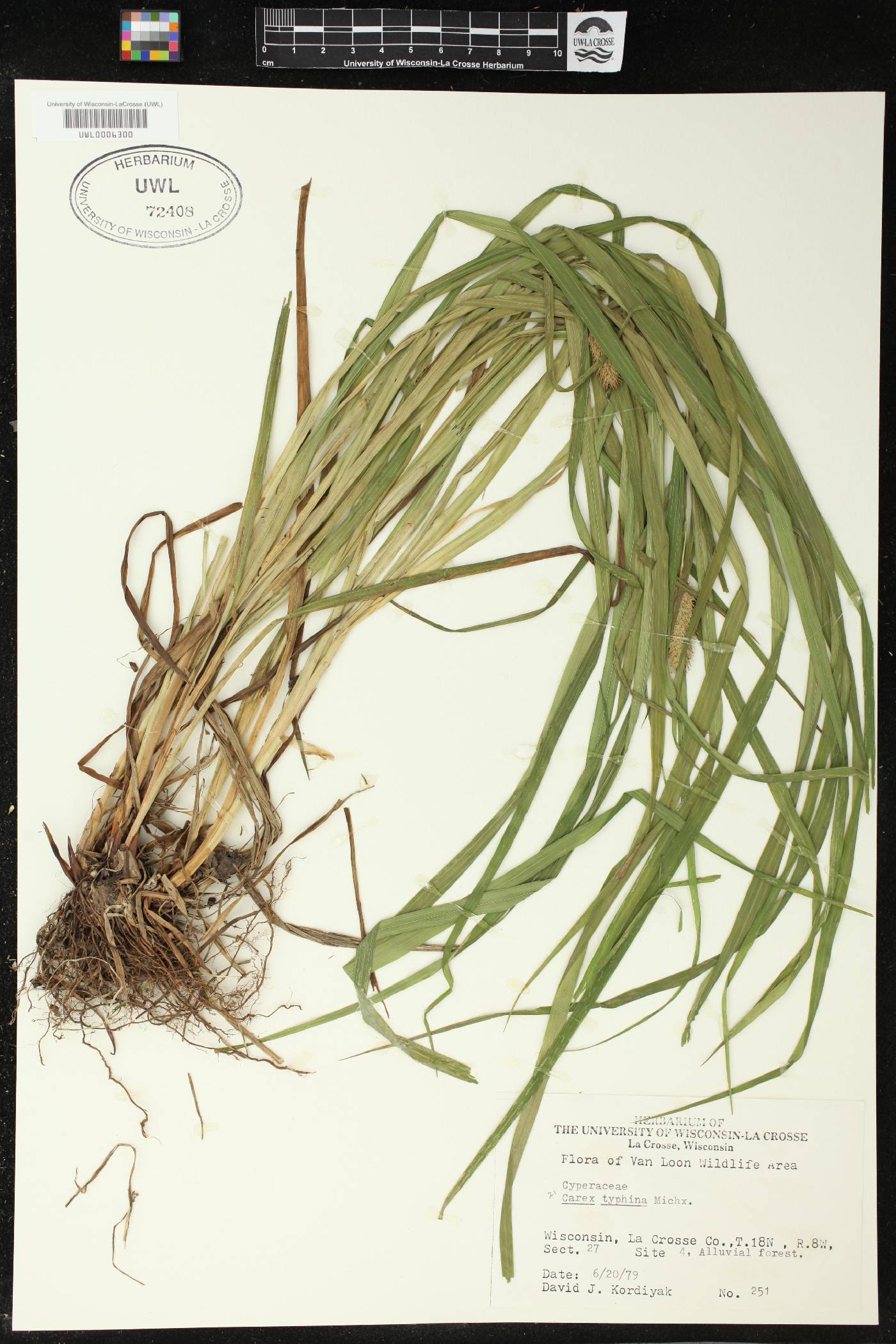 Carex typhina image