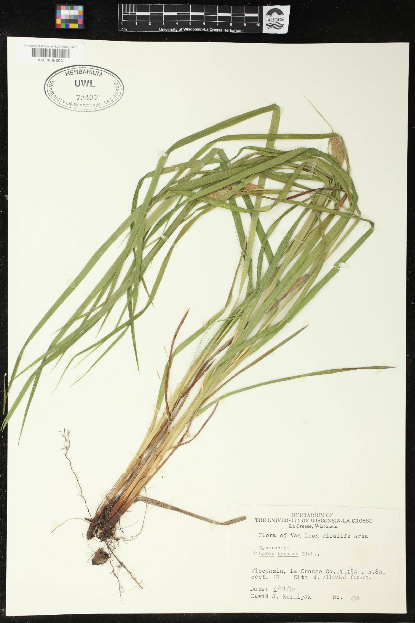Carex typhina image