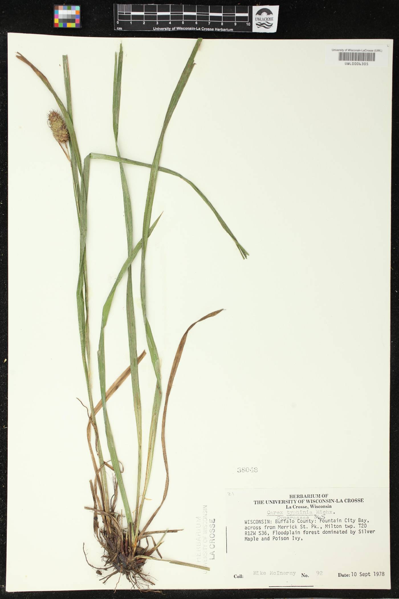 Carex typhina image