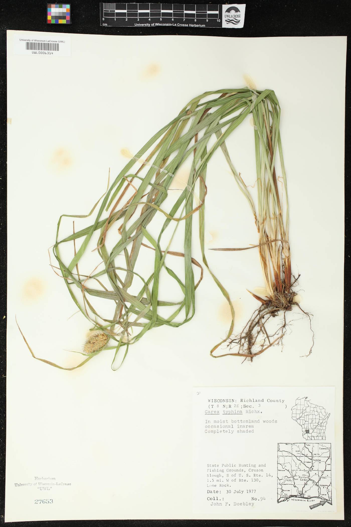 Carex typhina image