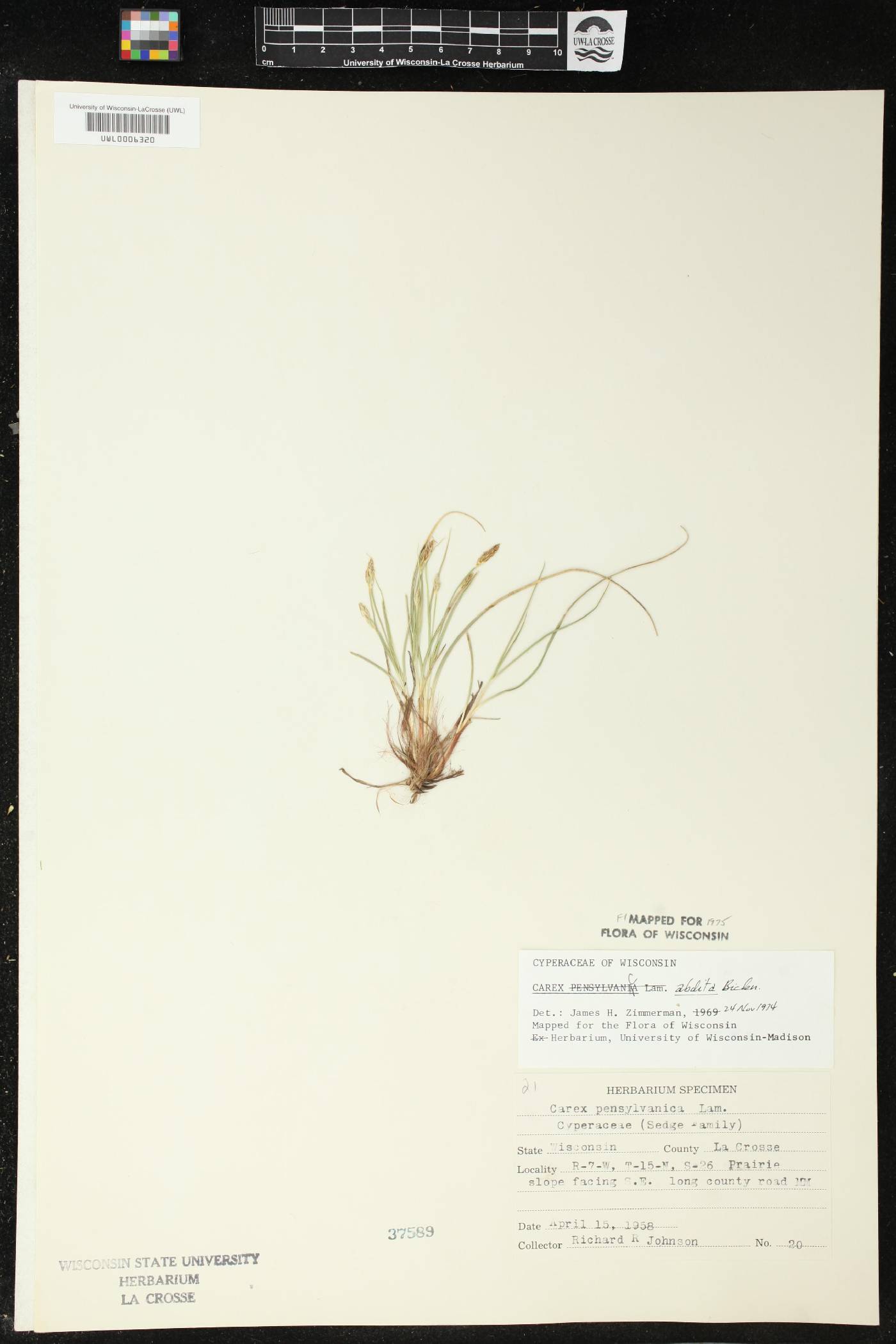 Carex umbellata image