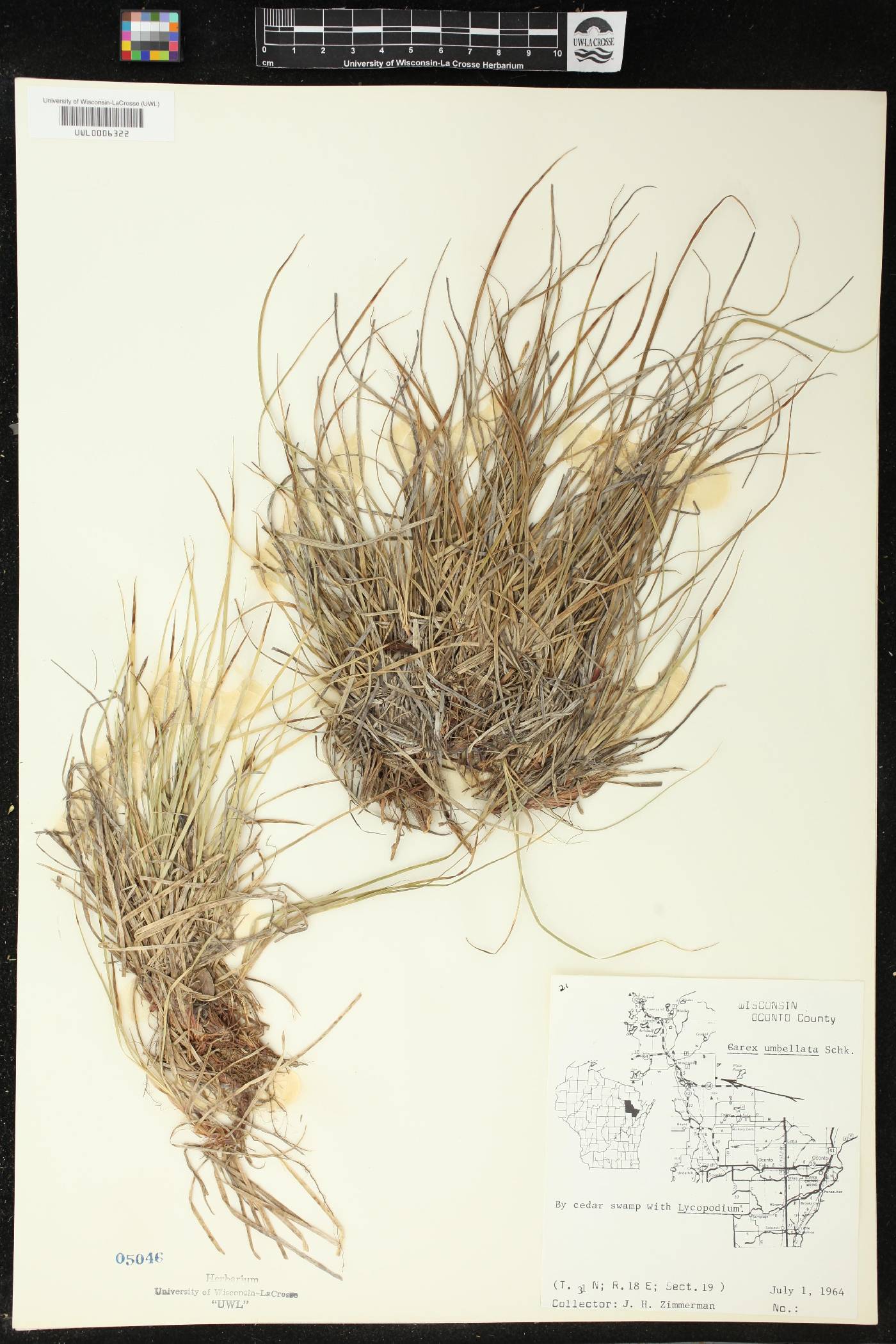 Carex umbellata image