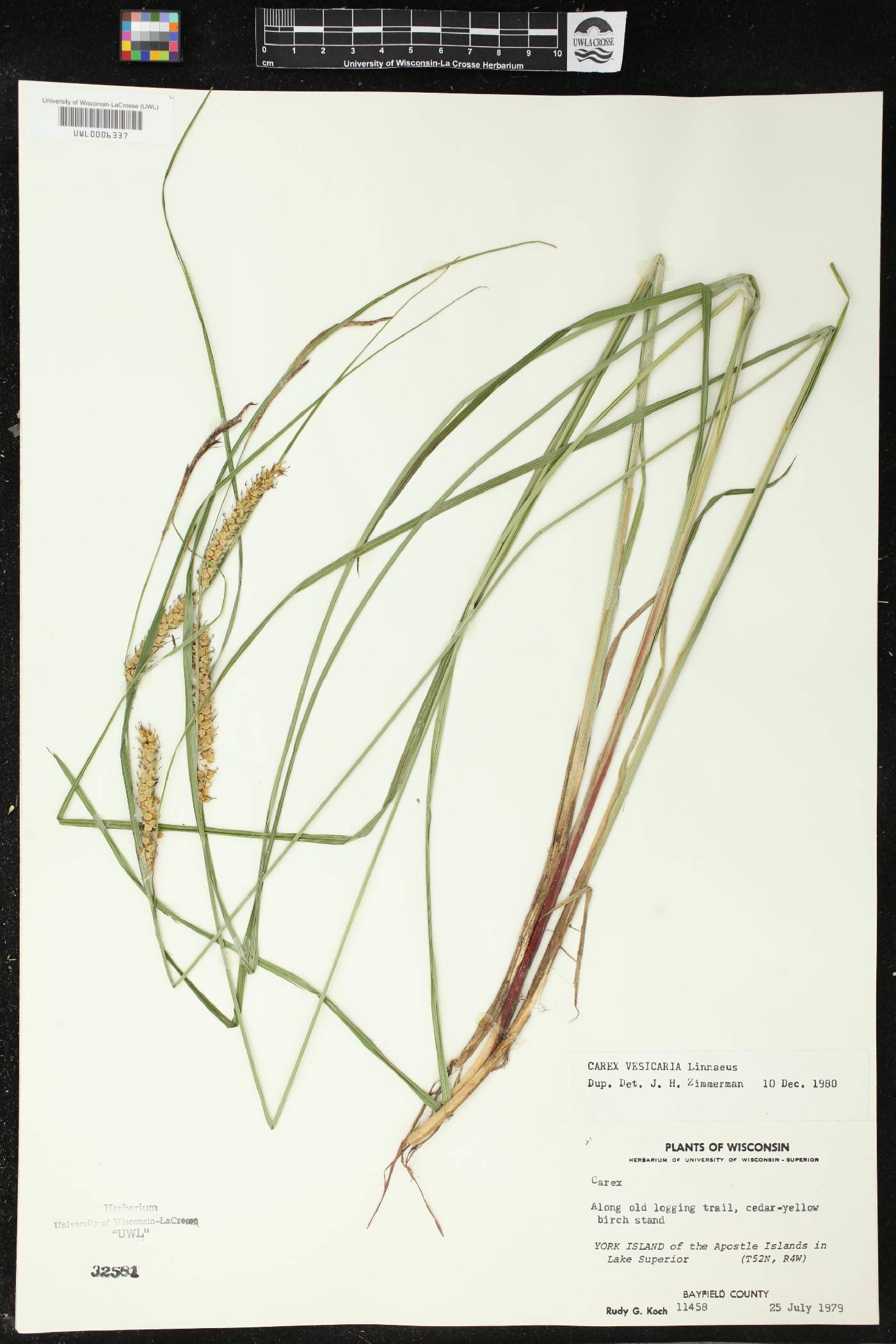 Carex vesicaria image