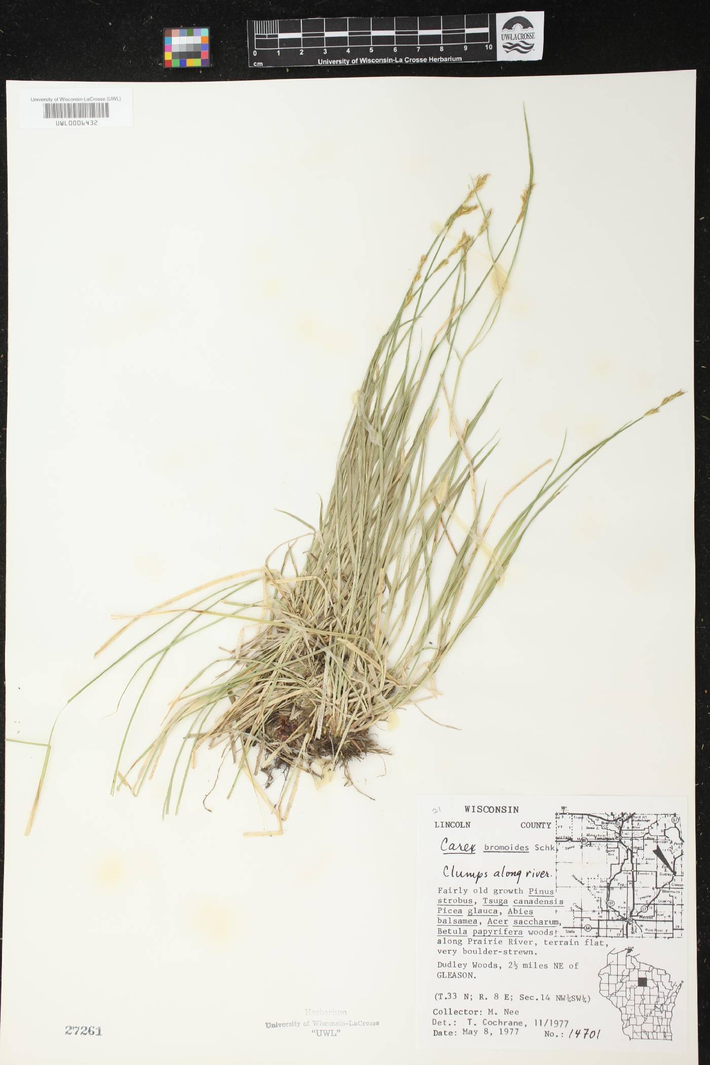 Carex bromoides image