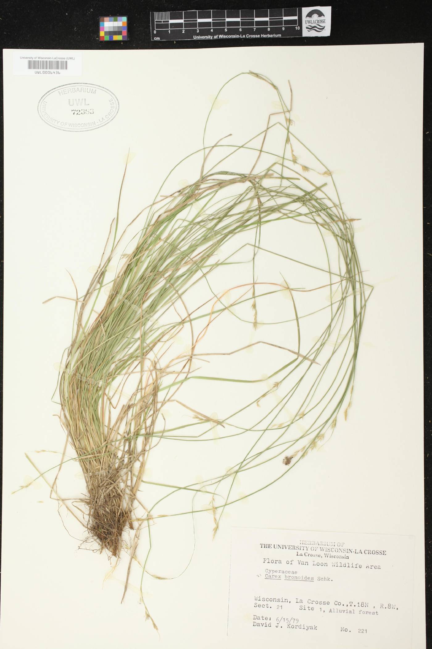 Carex bromoides image