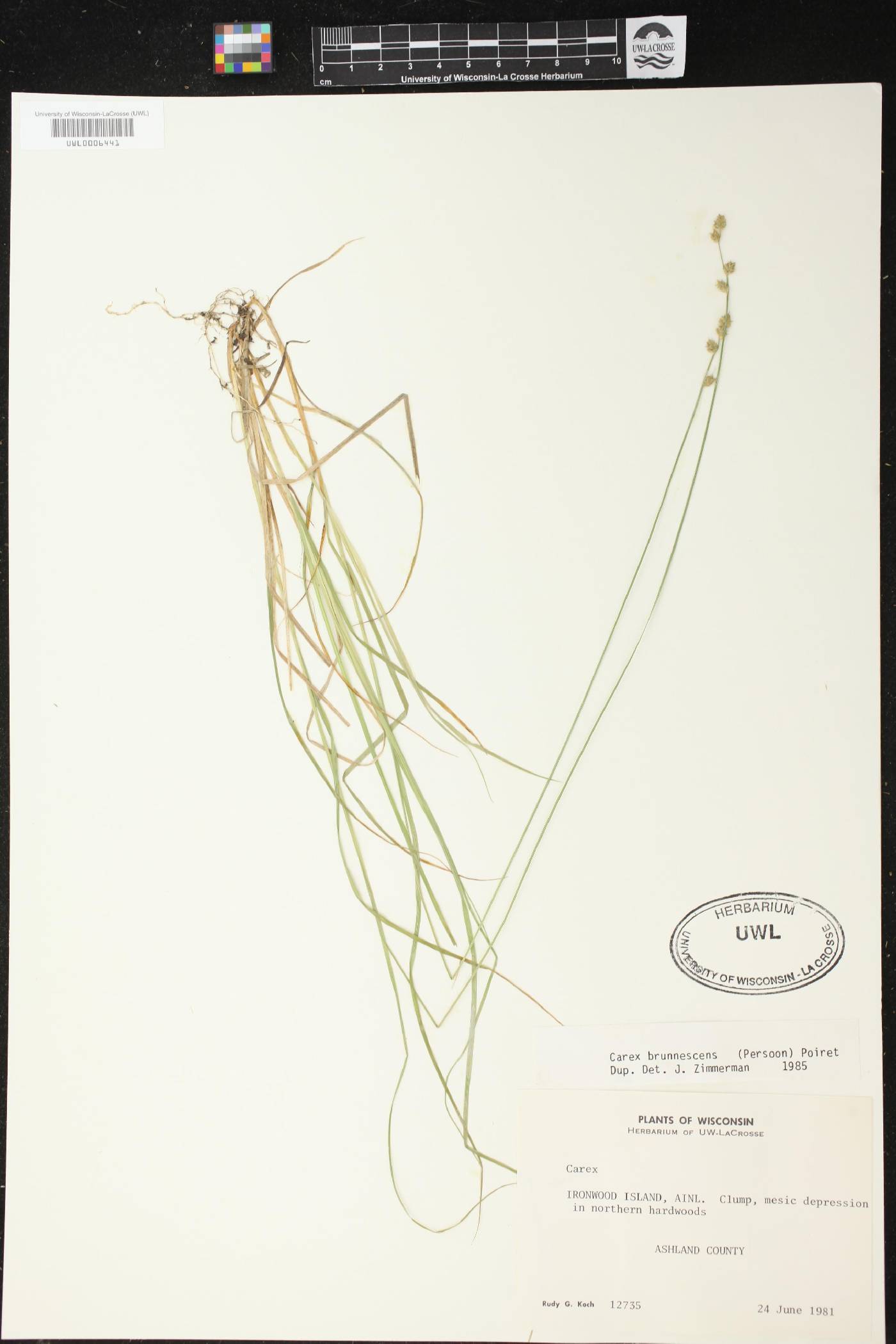 Carex brunnescens image