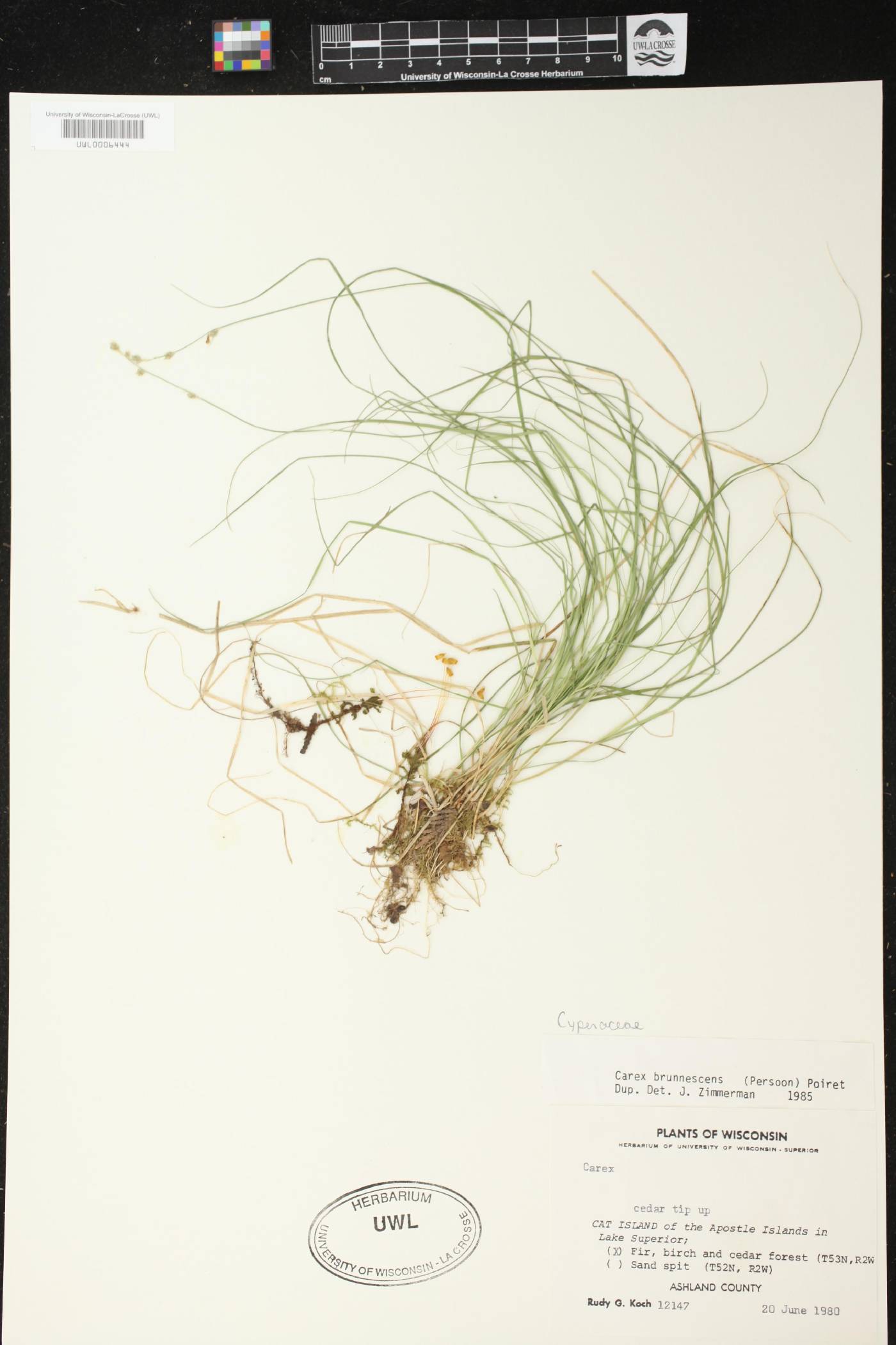 Carex brunnescens image