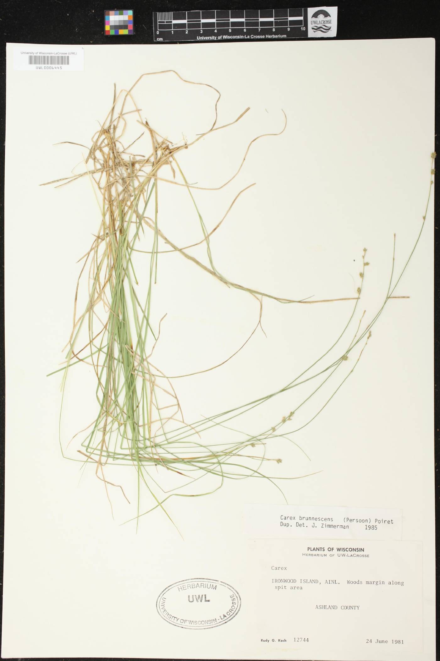 Carex brunnescens image