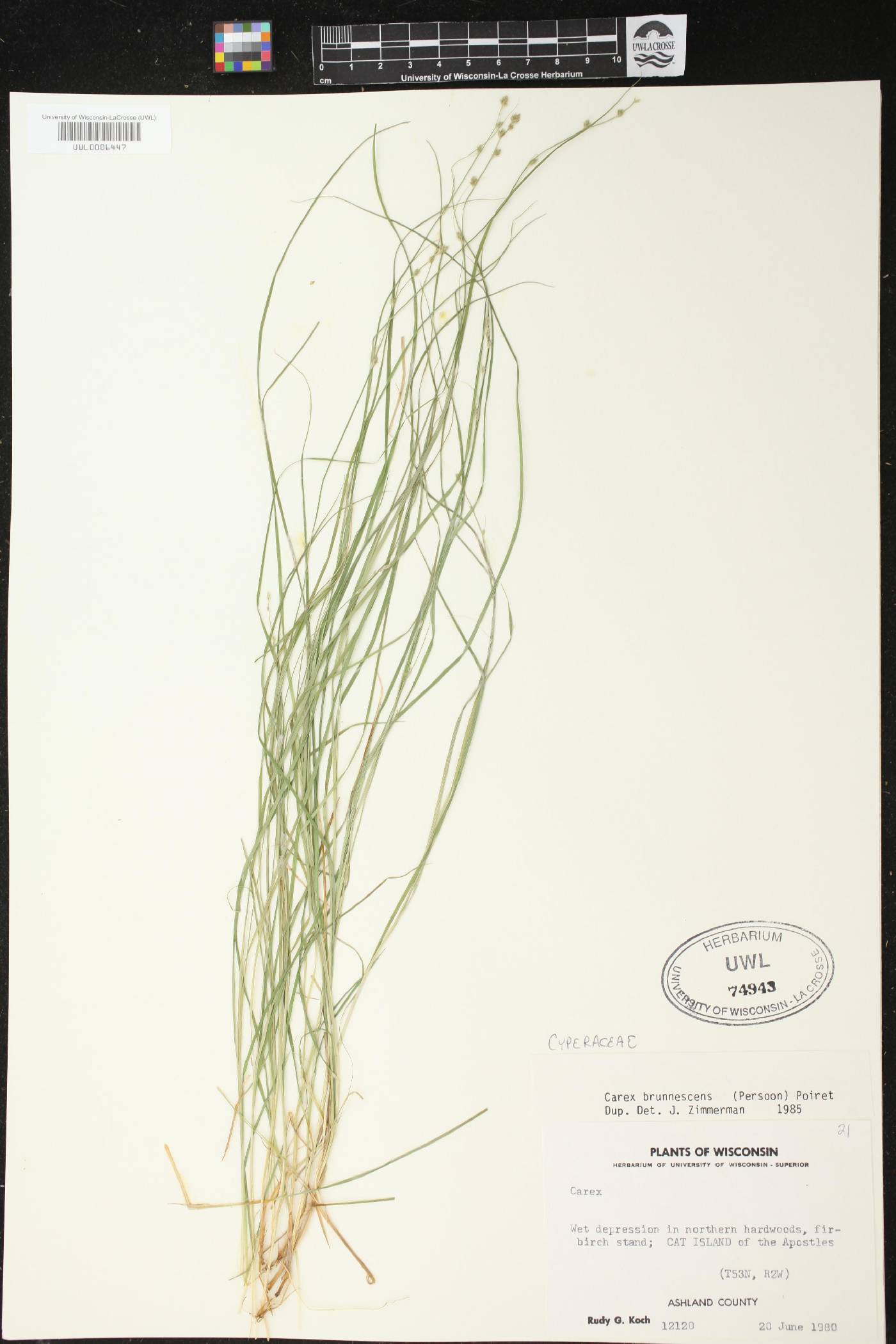 Carex brunnescens image