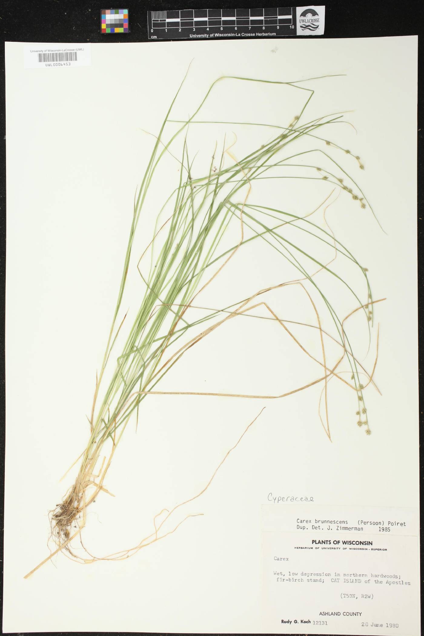 Carex brunnescens image