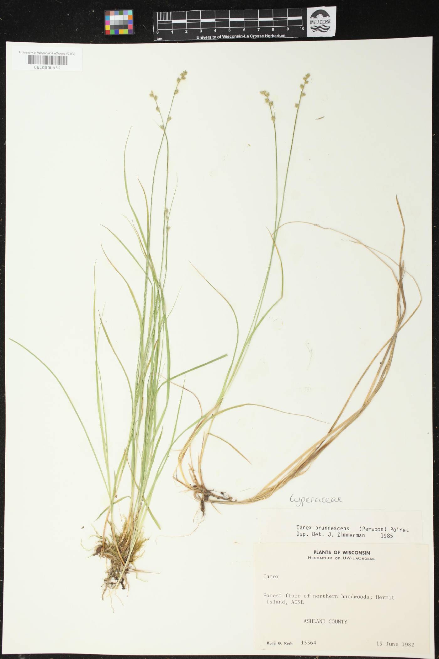 Carex brunnescens image