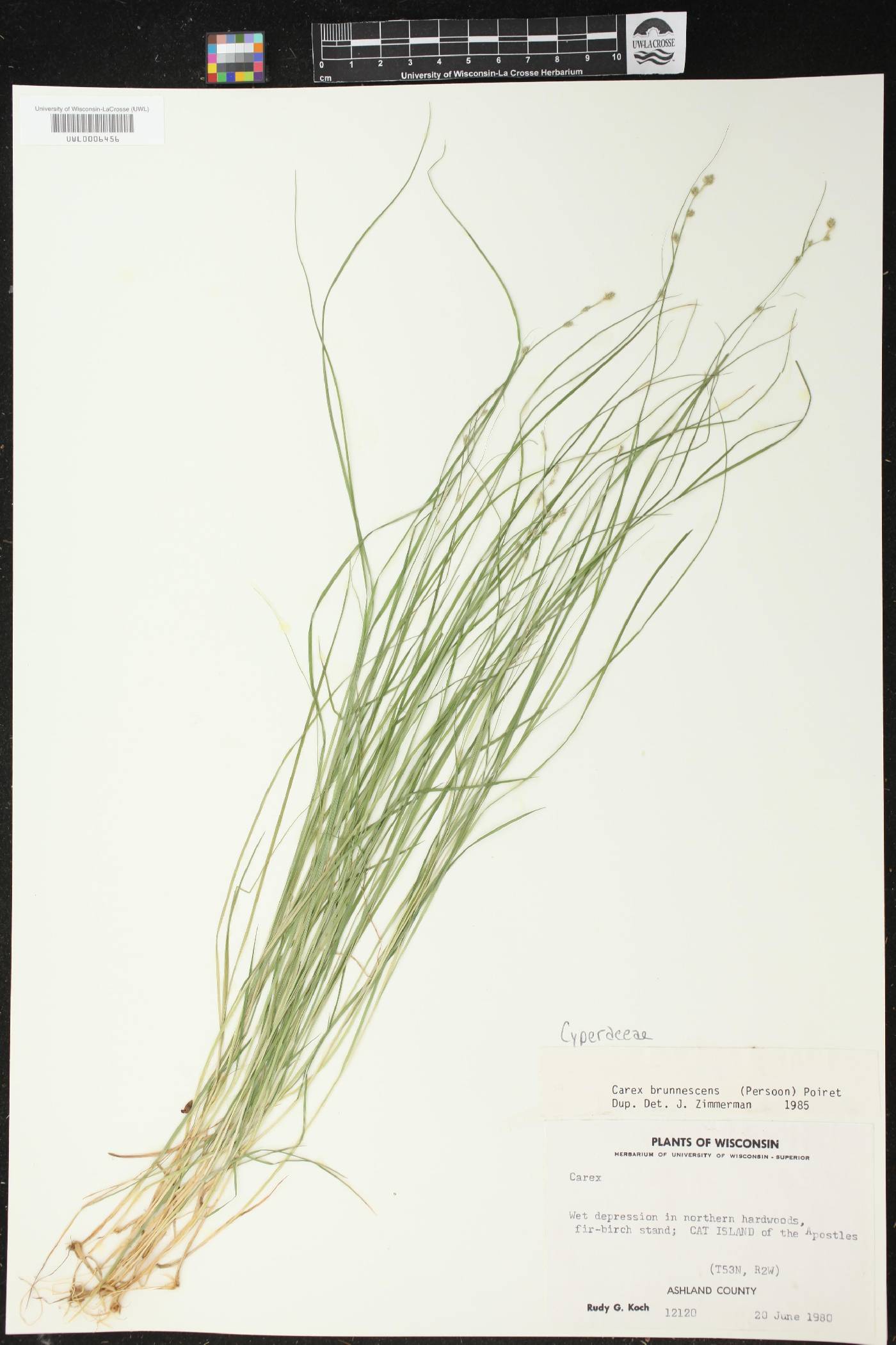 Carex brunnescens image