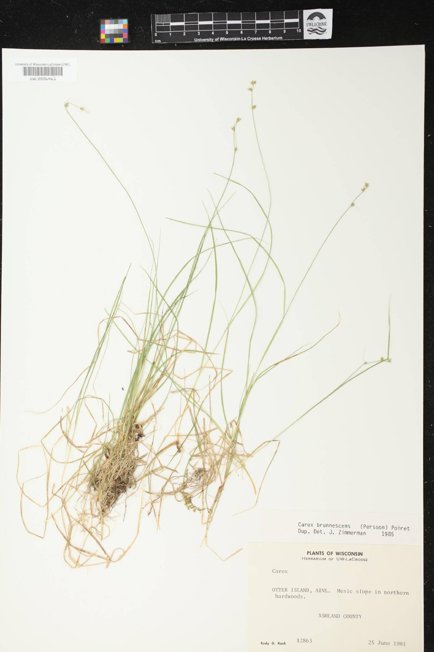 Carex brunnescens image