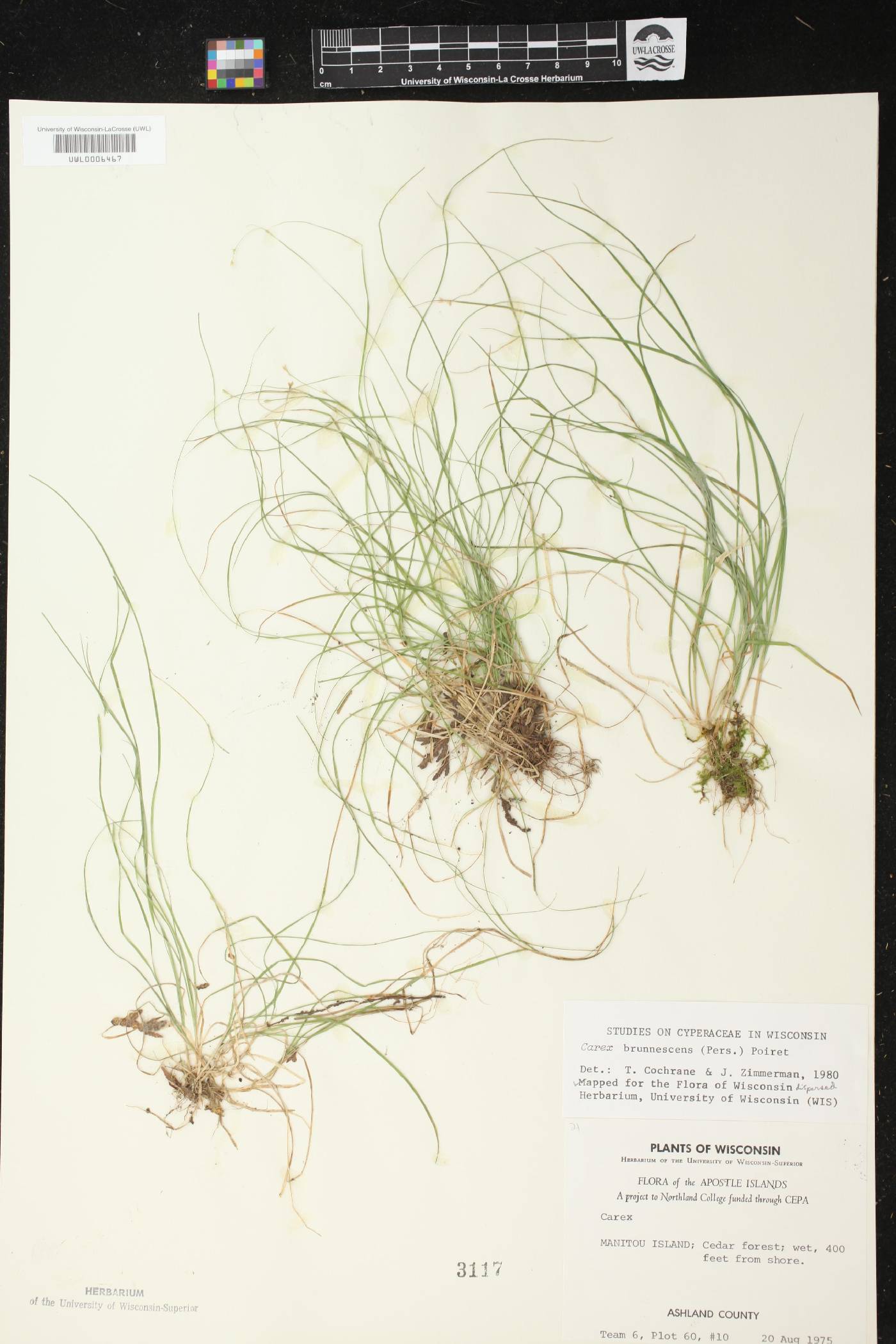 Carex brunnescens image