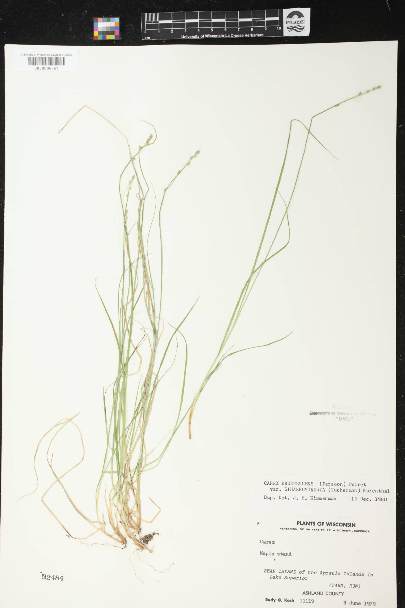 Carex brunnescens subsp. sphaerostachya image