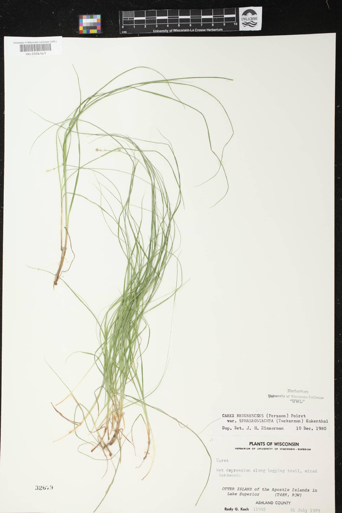 Carex brunnescens subsp. sphaerostachya image