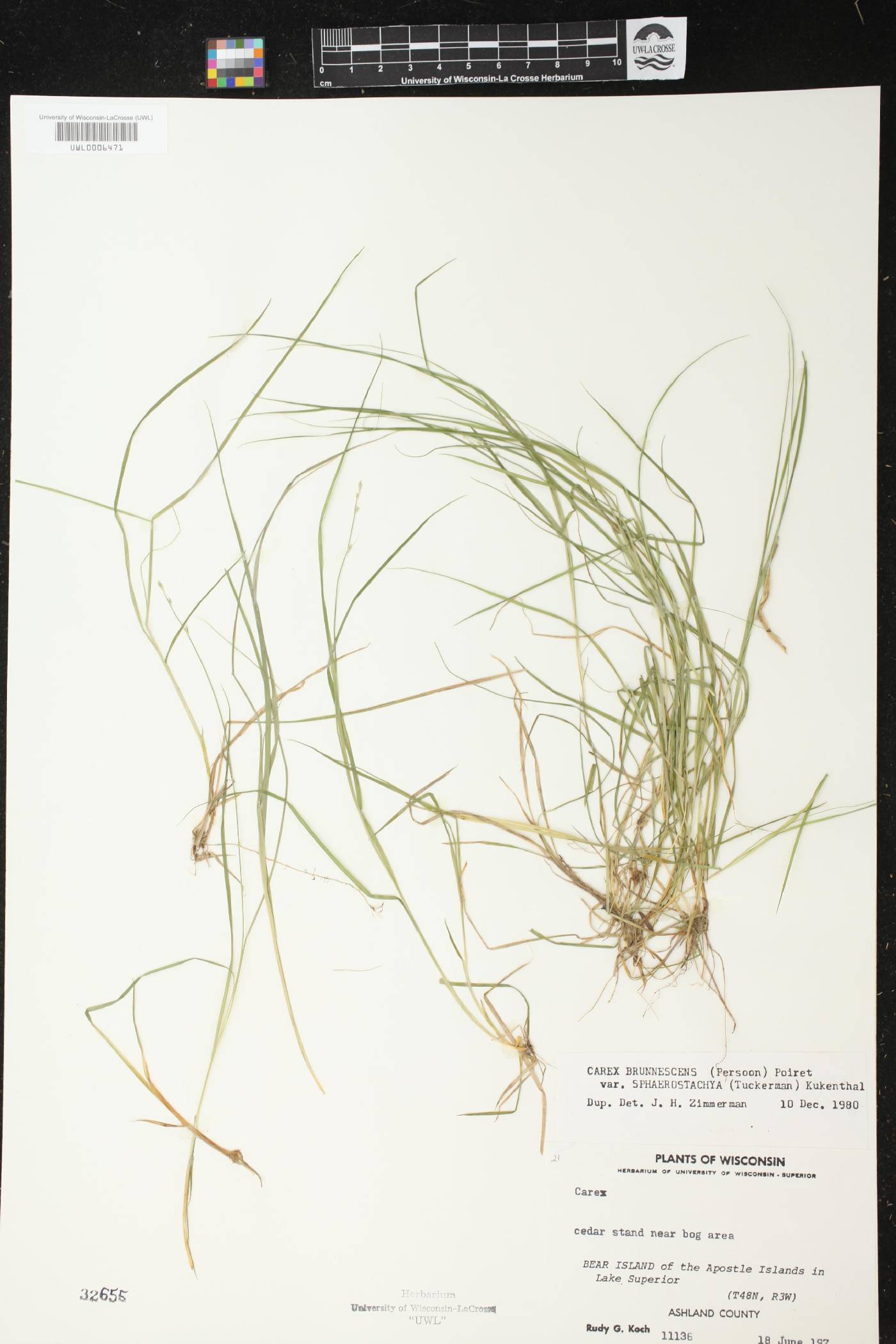 Carex brunnescens image