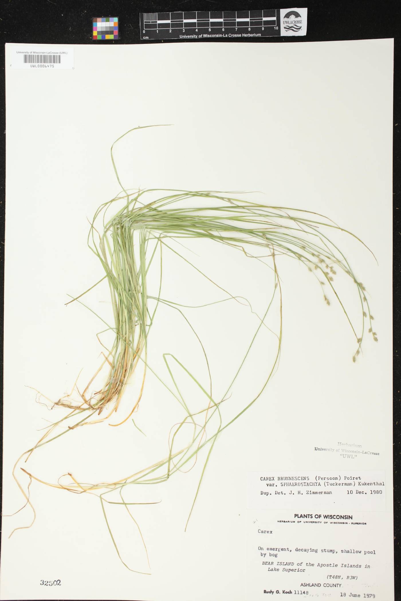Carex brunnescens subsp. sphaerostachya image