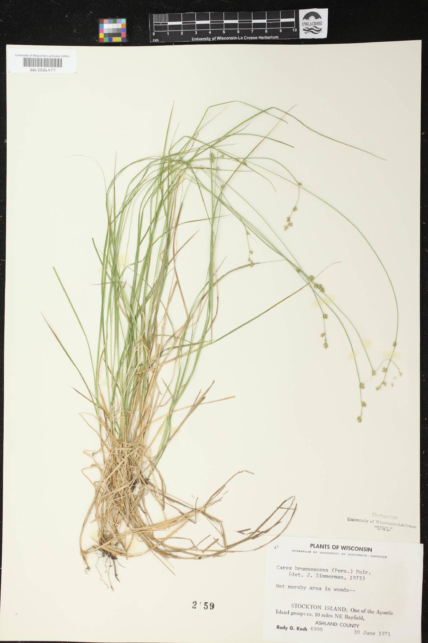 Carex brunnescens image