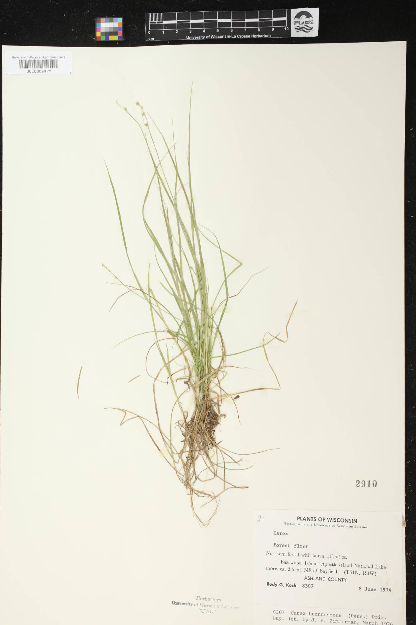 Carex brunnescens image