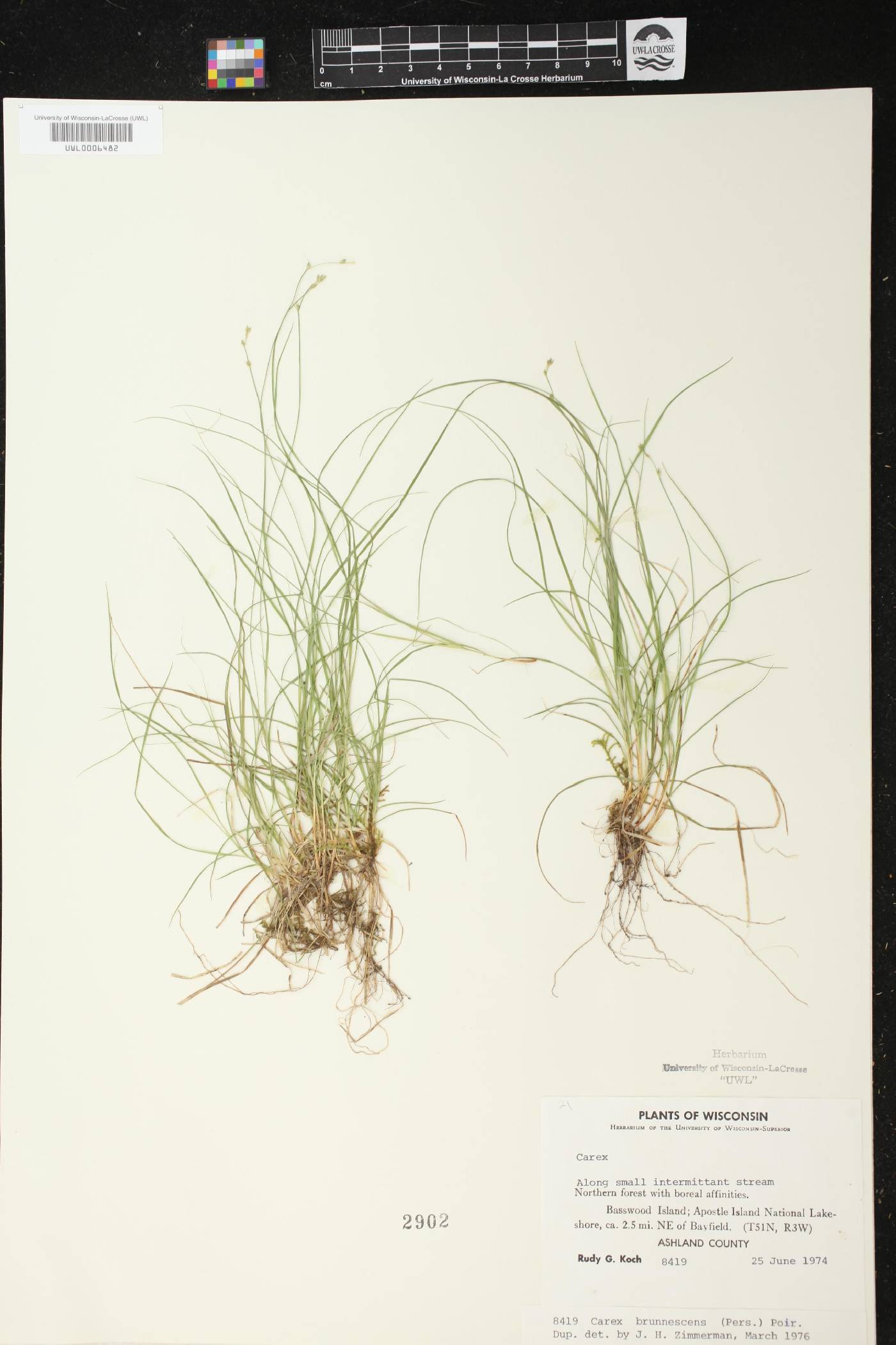 Carex brunnescens image