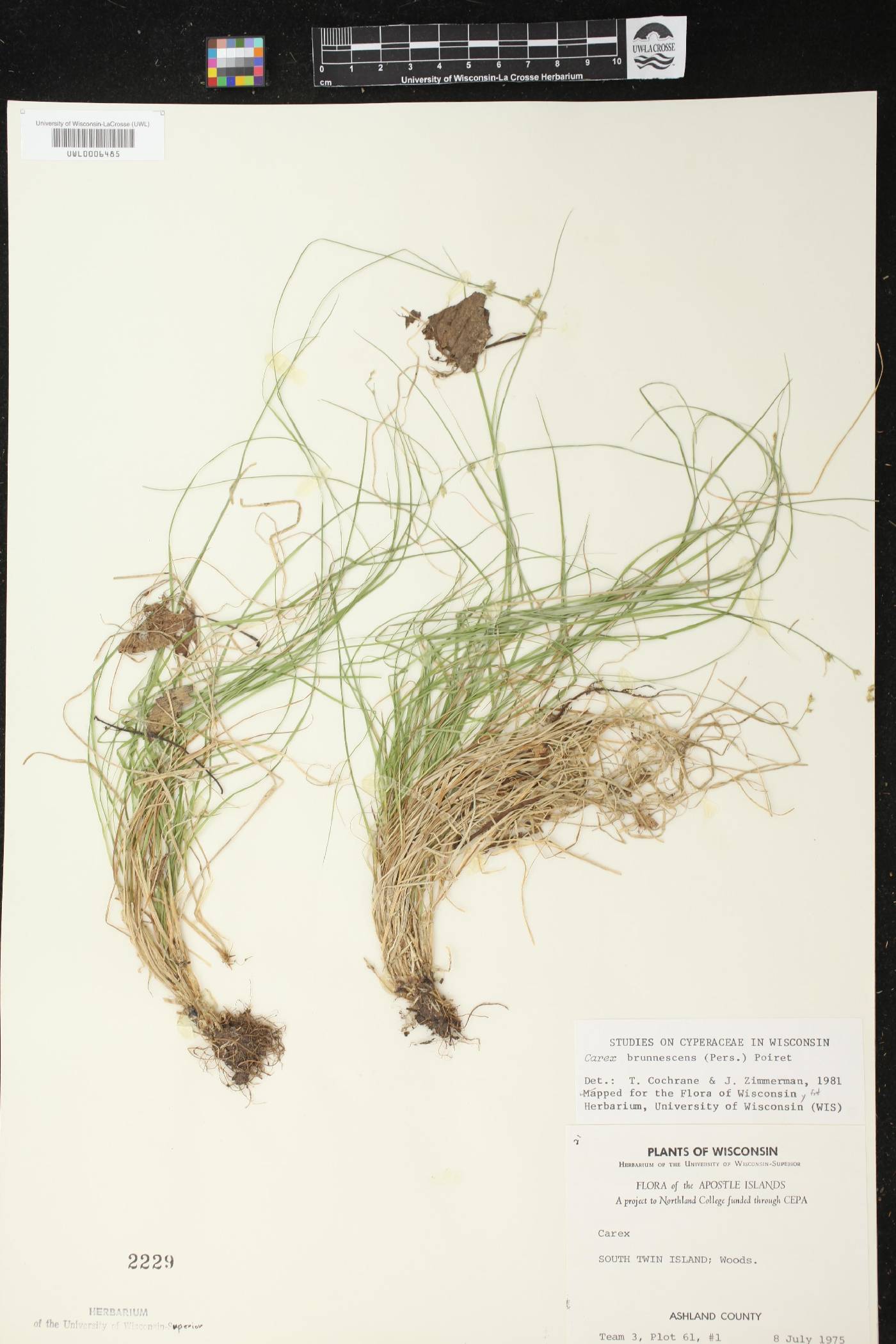 Carex brunnescens image