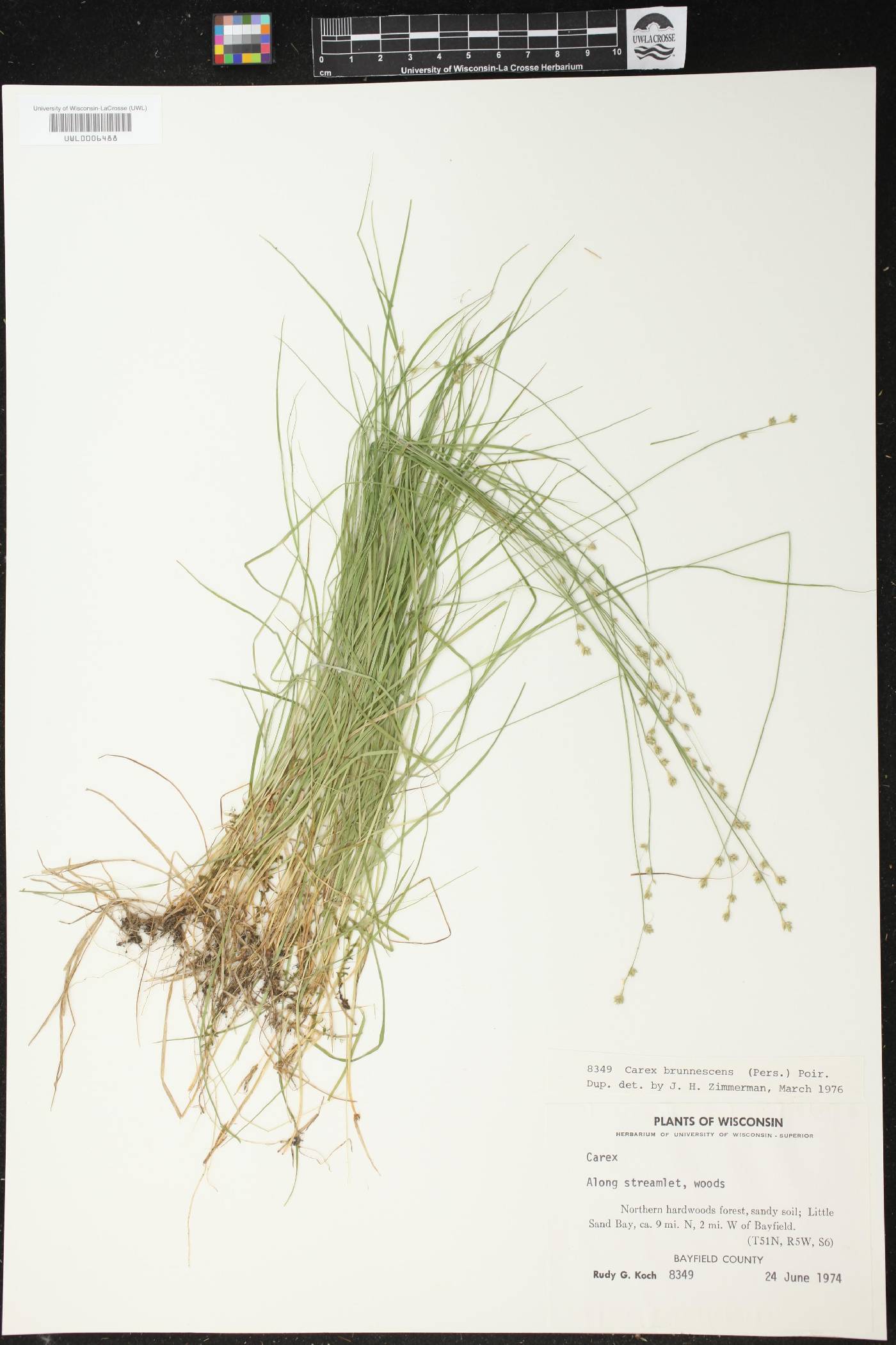 Carex brunnescens image