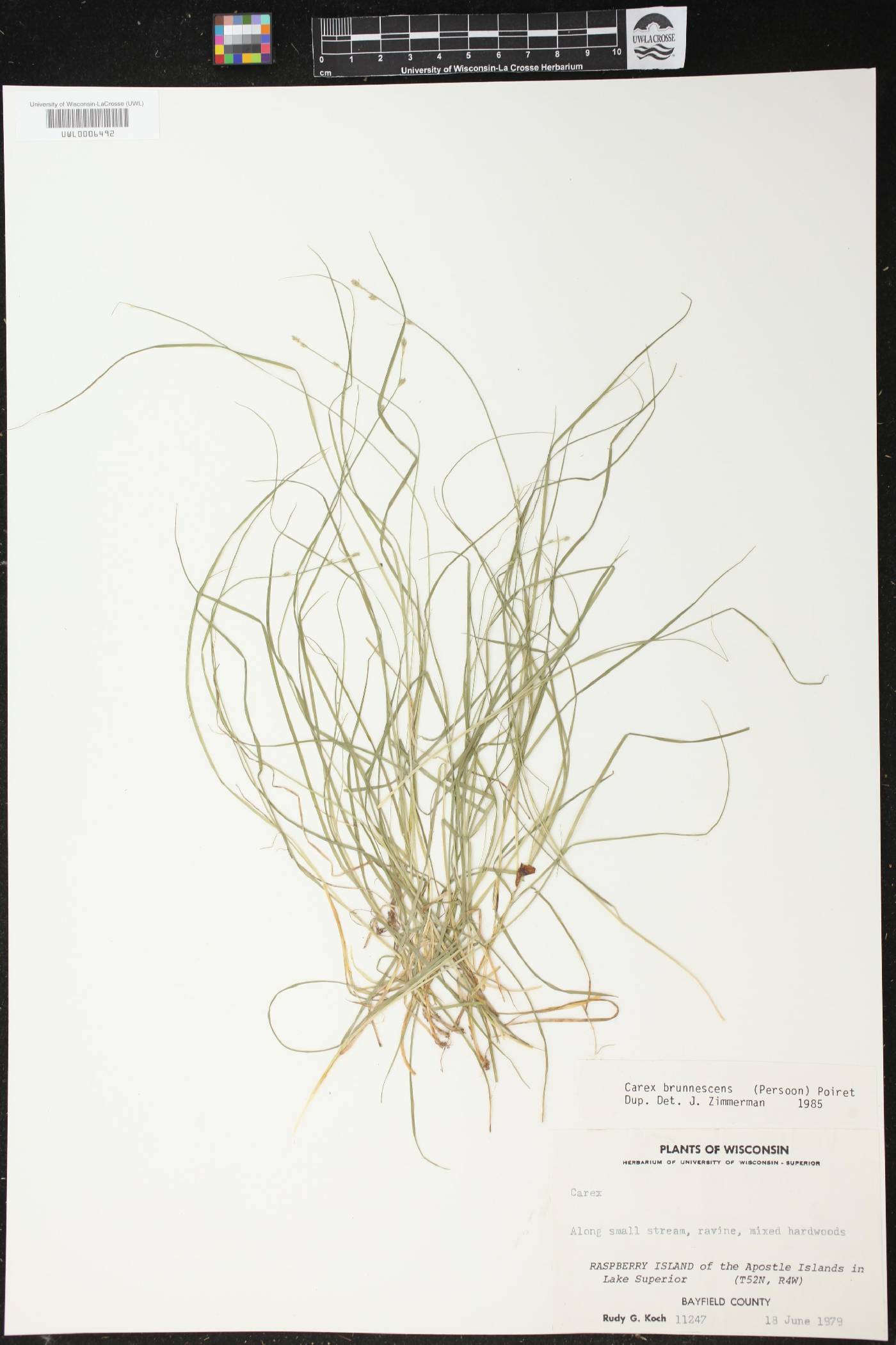 Carex brunnescens image