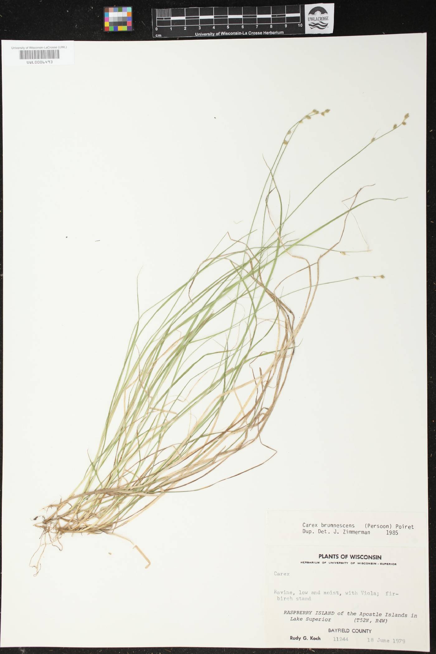 Carex brunnescens image