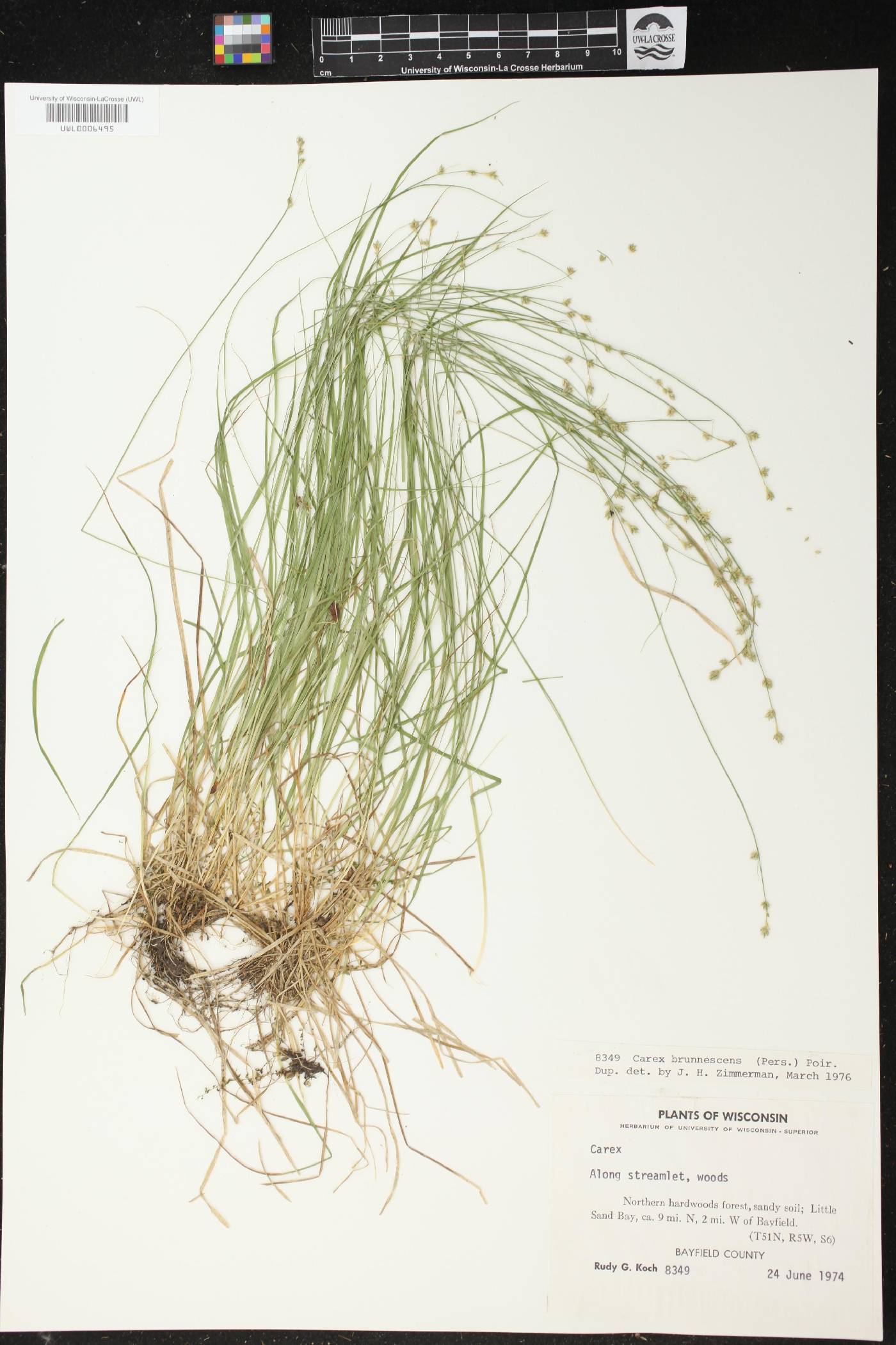 Carex brunnescens image