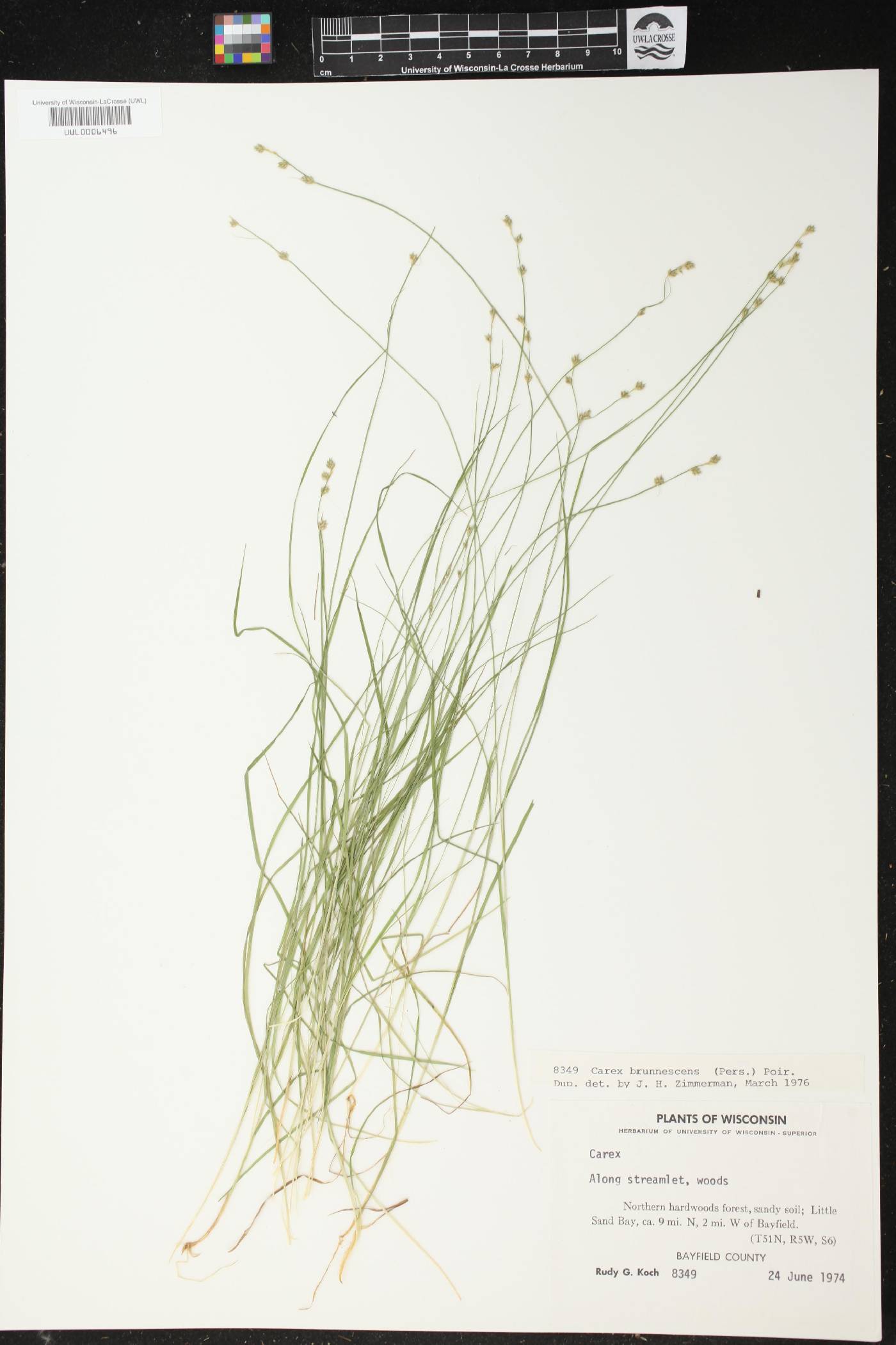 Carex brunnescens image