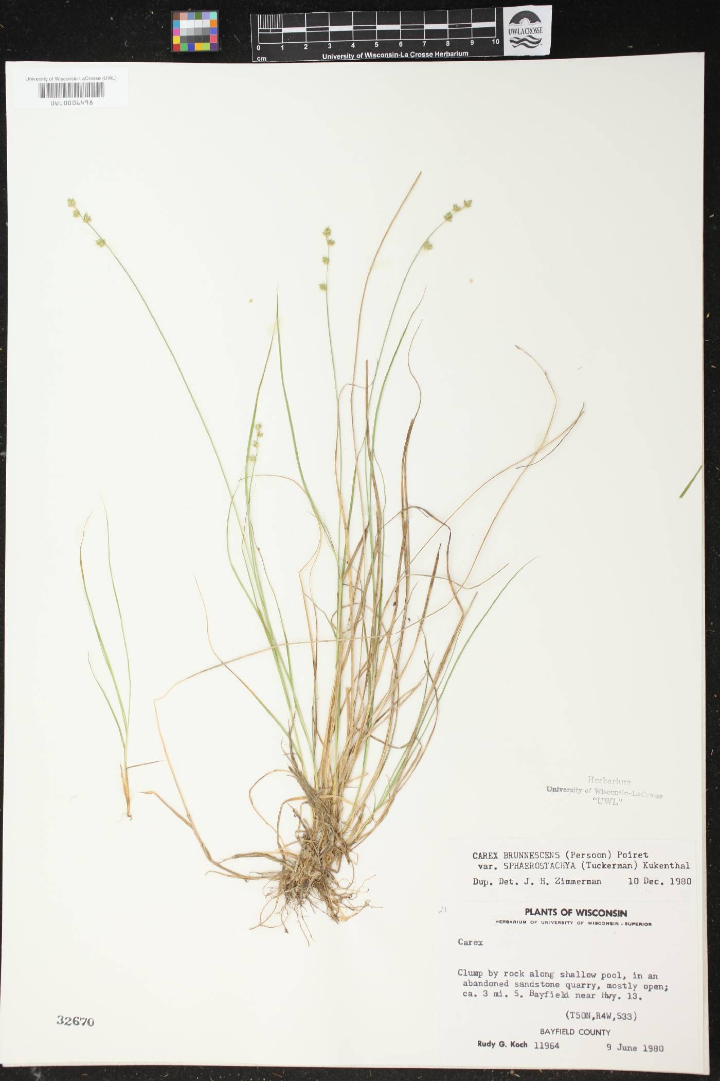 Carex brunnescens subsp. sphaerostachya image