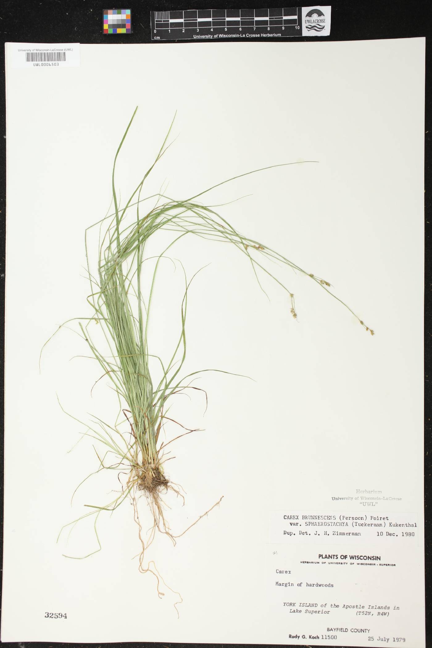 Carex brunnescens subsp. sphaerostachya image