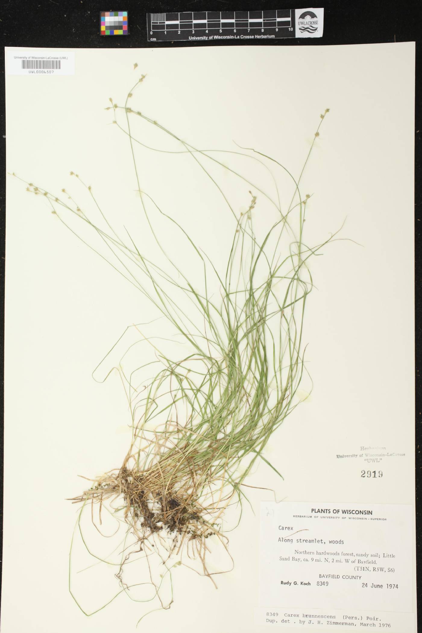 Carex brunnescens image