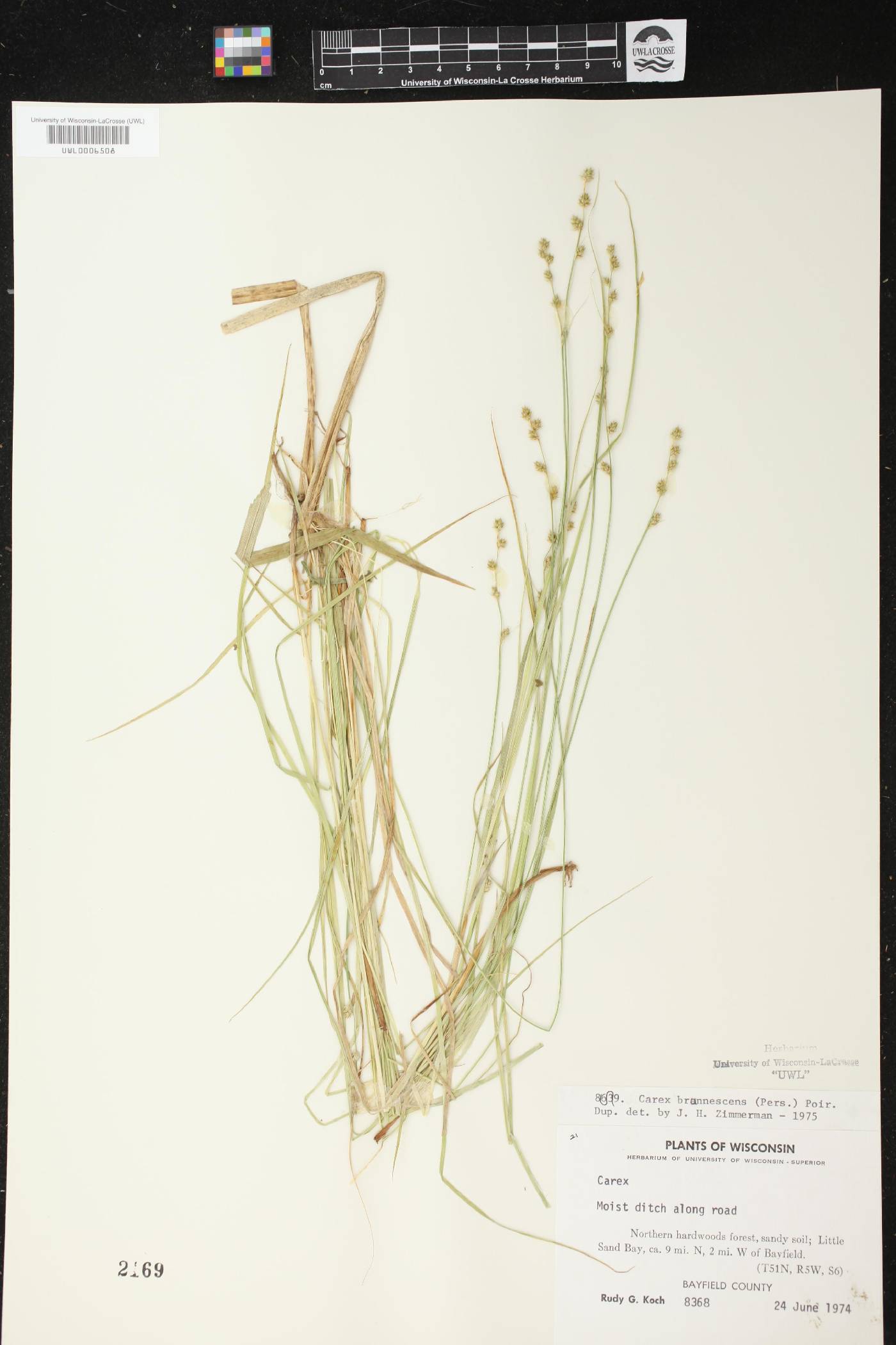 Carex brunnescens image