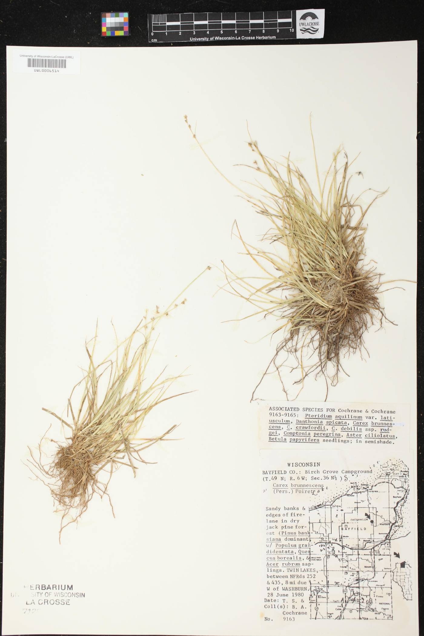 Carex brunnescens image